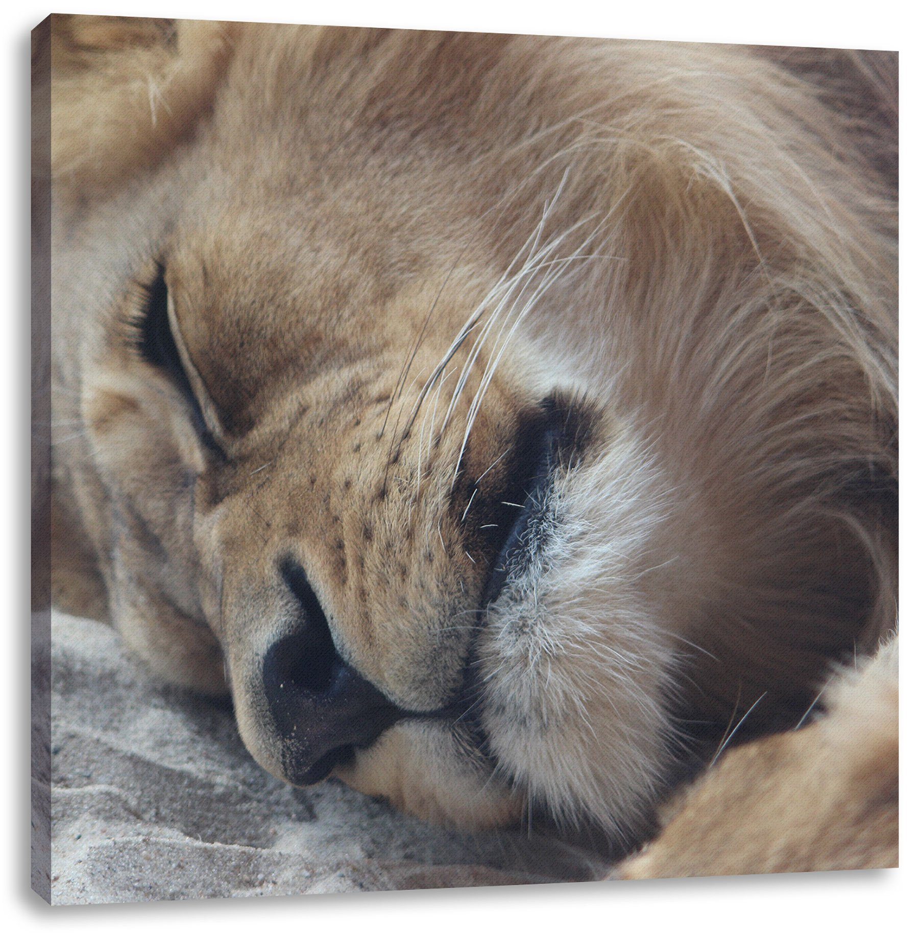 fertig (1 St), inkl. Zackenaufhänger bespannt, Löwe, Pixxprint schlafender Leinwandbild schlafender Leinwandbild Löwe
