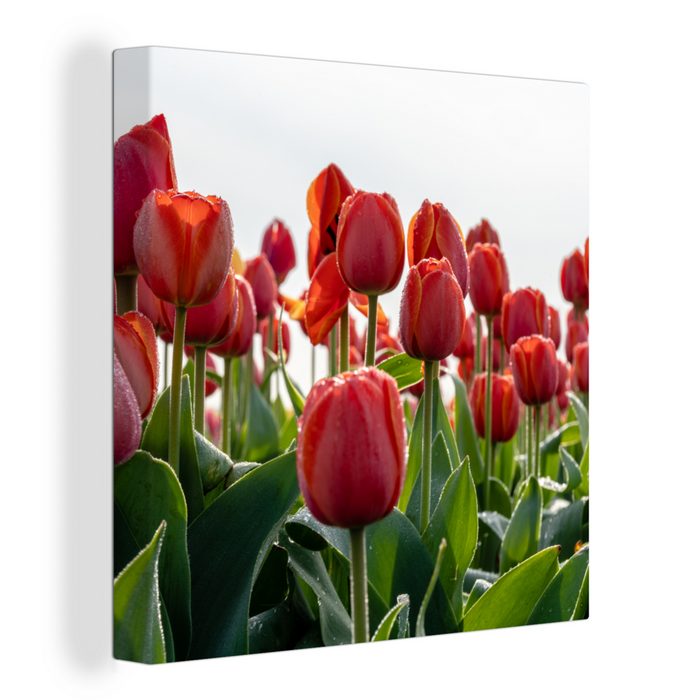 OneMillionCanvasses® Leinwandbild Ein Gebiet mit roten Tulpen in den Niederlanden (1 St) Leinwand Bilder für Wohnzimmer Schlafzimmer