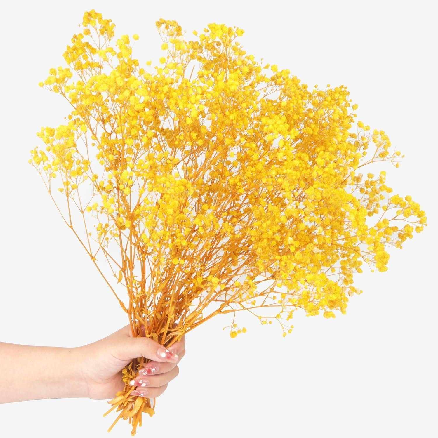 Trockenblume Trockenblumen Schleierkraut 40cm gelb 70g, LuxusKollektion, Höhe 20 cm