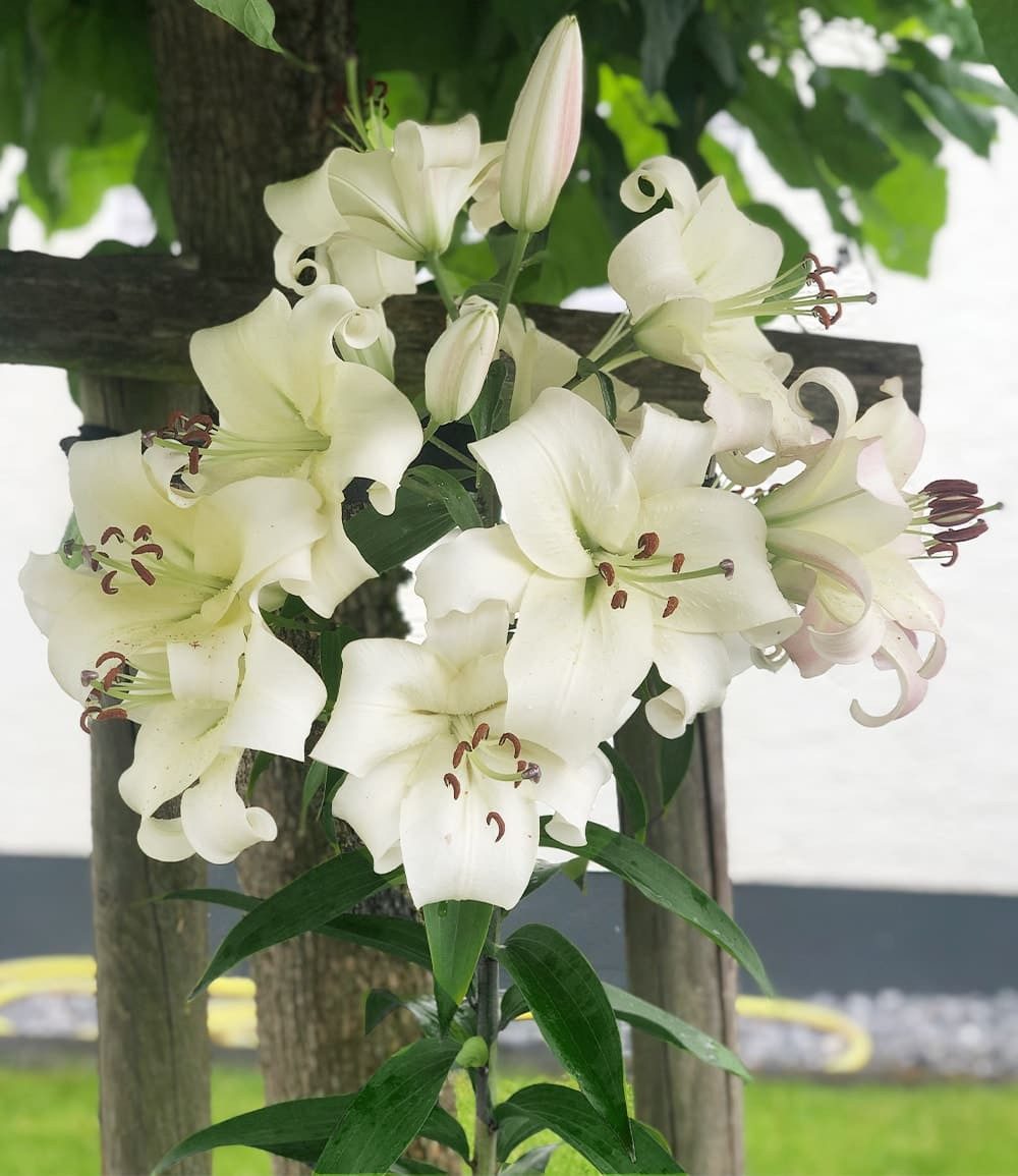 BALDUR Garten Blumenzwiebeln Tree-Lily® 'Pretty Woman', Liliengewächse, duftend, winterhart, mehrjährig, pflegeleicht