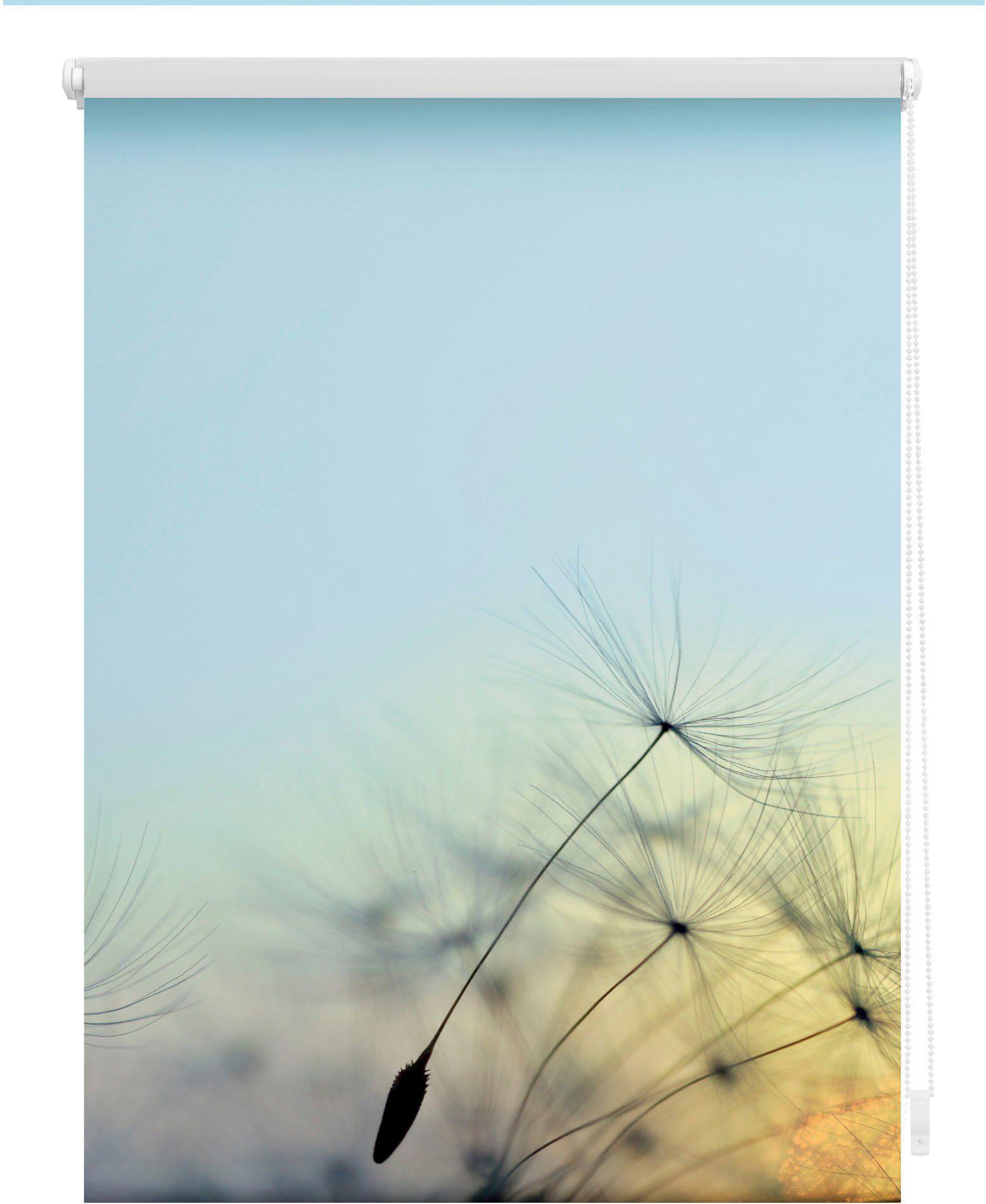 Seitenzugrollo Klemmfix Motiv Pusteblume, LICHTBLICK ORIGINAL, günstig online kaufen