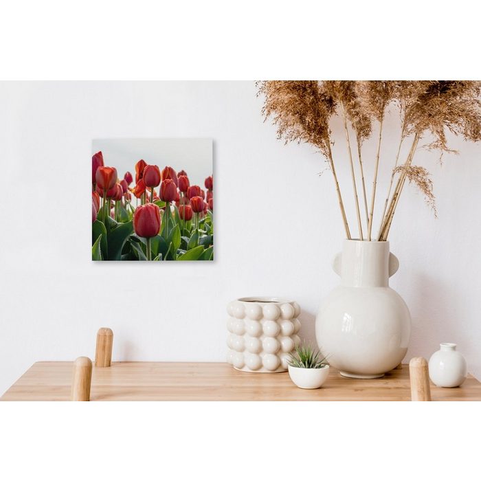 OneMillionCanvasses® Leinwandbild Ein Gebiet mit roten Tulpen in den Niederlanden (1 St) Leinwand Bilder für Wohnzimmer Schlafzimmer AV10432