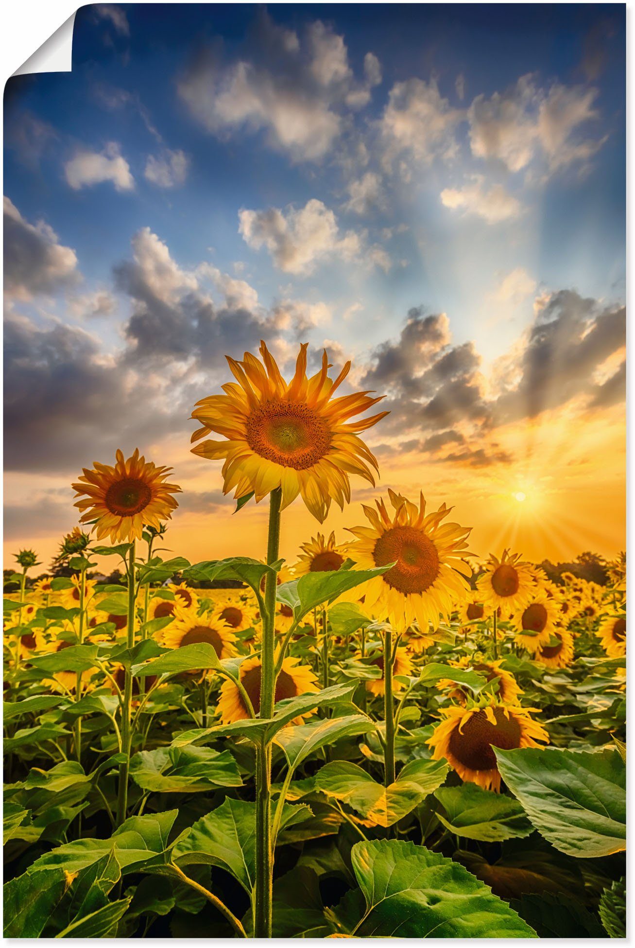 in Alubild, im Größen Sonnenuntergang, St), Wandaufkleber versch. (1 oder Artland als Sonnenblumen Blumenbilder Wandbild Poster Leinwandbild,