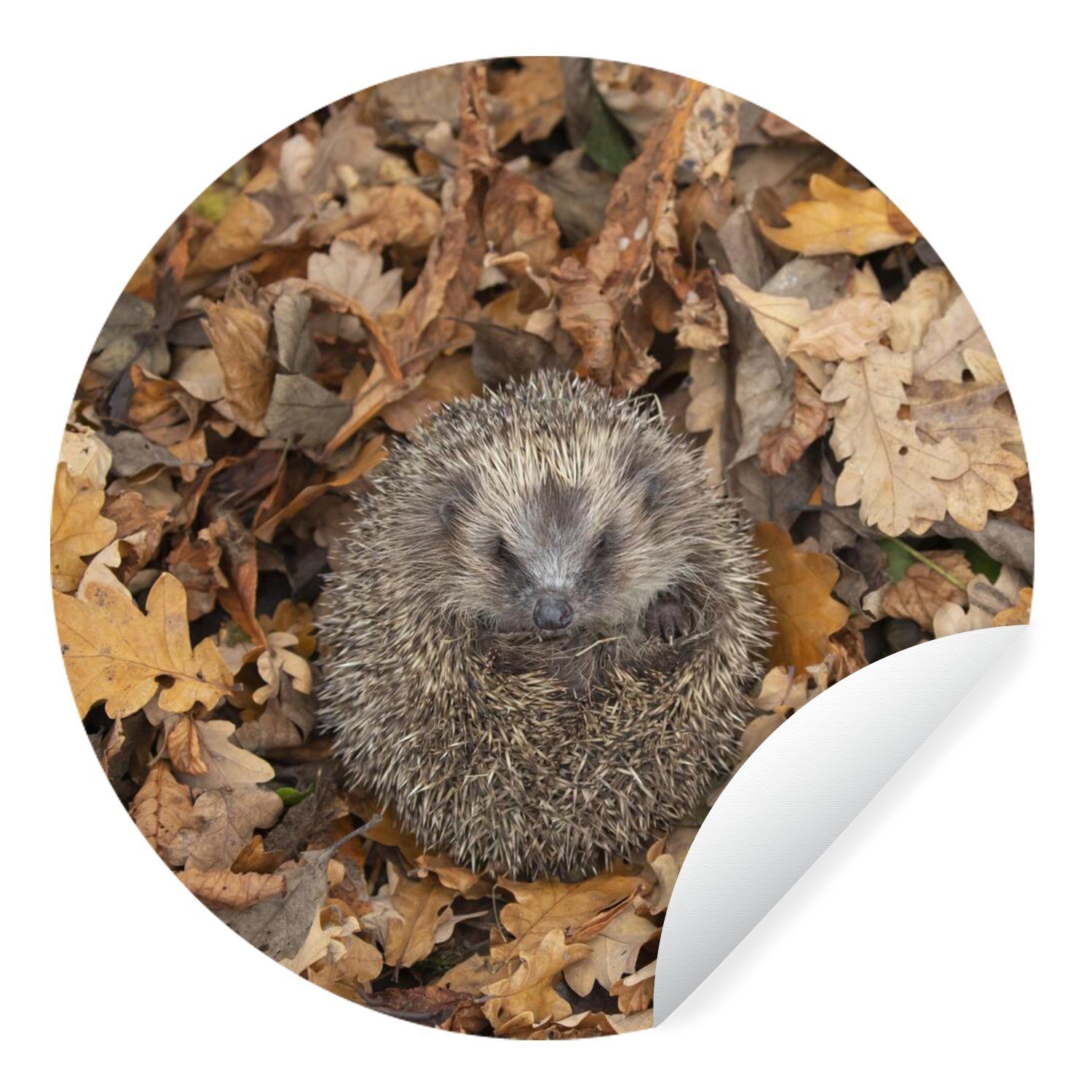 MuchoWow Wandsticker Igel - Herbst - Laub (1 St), Tapetenkreis für Kinderzimmer, Tapetenaufkleber, Rund, Wohnzimmer