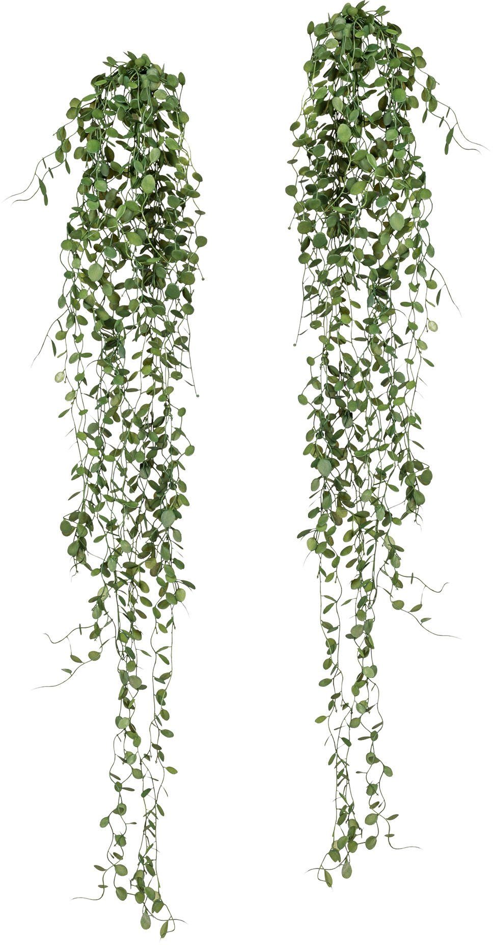 Kunstranke Mühlenbeckia-Hänger Mühlenbeckia, Creativ green, Höhe günstig online kaufen