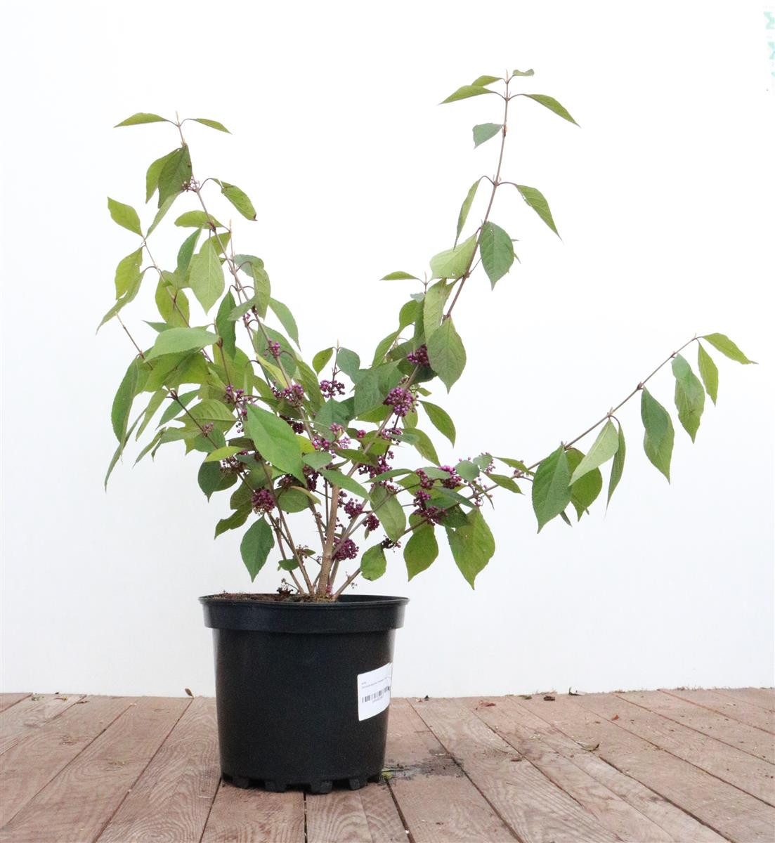 Pflanzen für Dich Gehölze Callicarpa bodinieri Profusion, 1 St., Schönfrucht, Liebesperlenstrauch