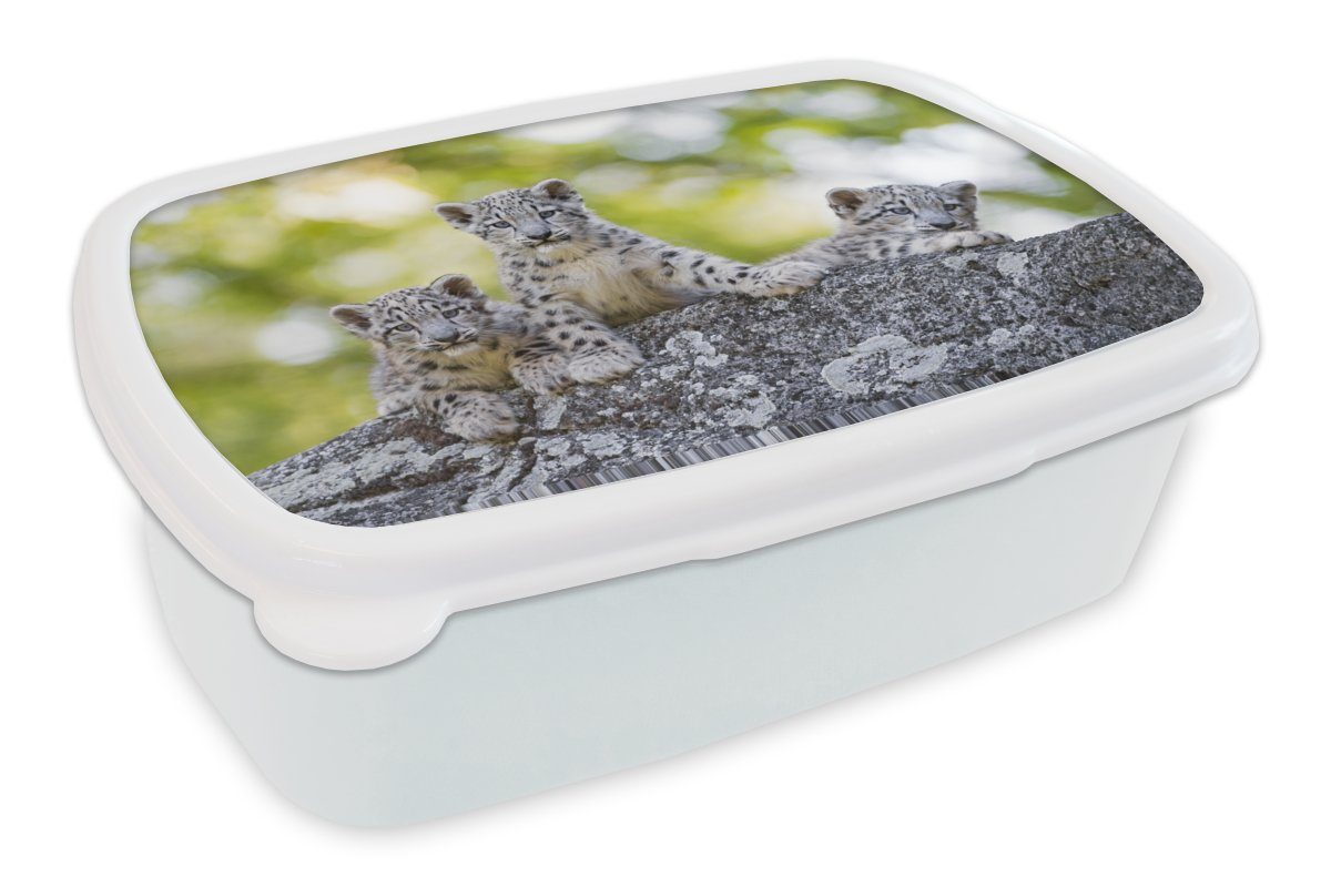 MuchoWow Lunchbox Leopard - Jungtiere - Steine, Kunststoff, (2-tlg), Brotbox für Kinder und Erwachsene, Brotdose, für Jungs und Mädchen weiß