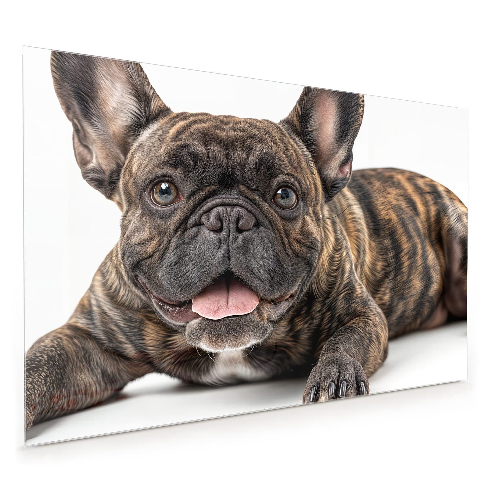 Primedeco Küchenrückwand Spritzschutz, Herdblende aus Glas - Motiv Französische Bulldogge