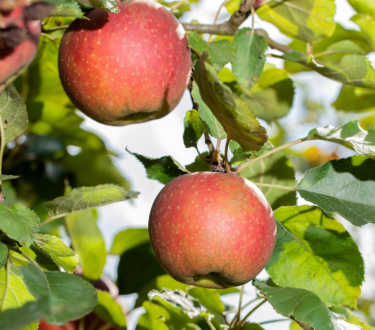 Garten von Ehren Apfelbaum Malus Wellant Containerware 120-160 cm hoch