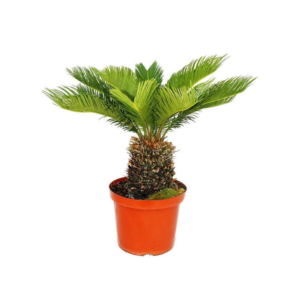 Exotenherz Zimmerpflanze Cycas revoluta - Japanischer Palmfarn im 28cm Topf