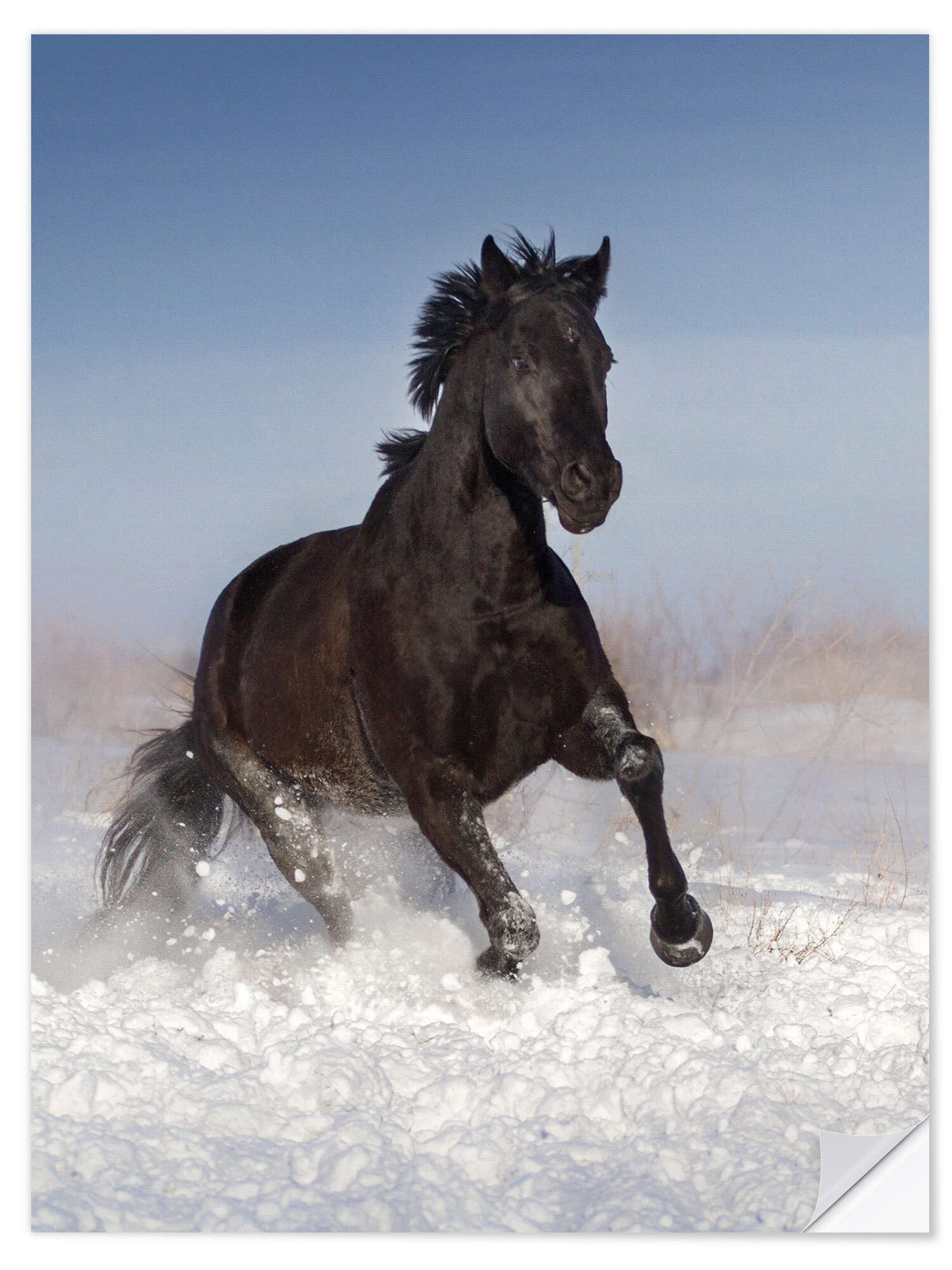 Posterlounge Wandfolie Editors Choice, Pferd galoppiert durch den Schnee, Fotografie