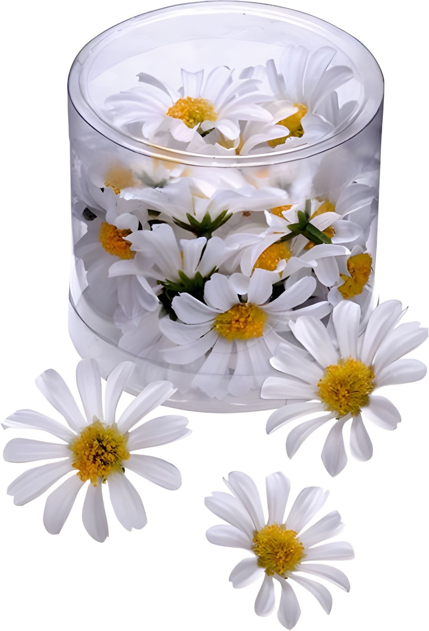 Knorr Prandell Bastelnaturmaterial KNORR PRANDELL 216529864 Dekostreu Blumen Margeritenblüten Ø 4 cm