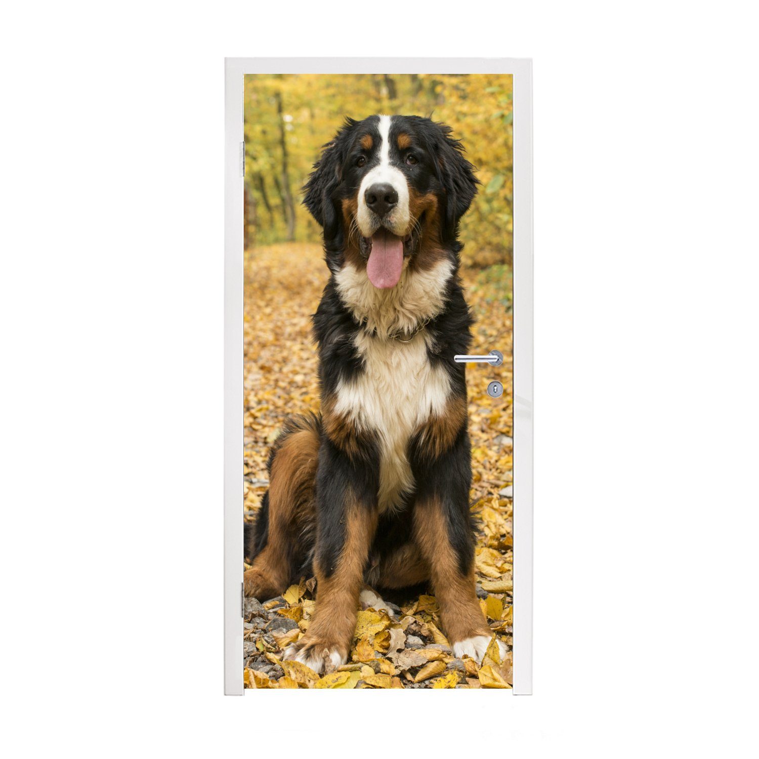 Türaufkleber, Herbstlaub, (1 Matt, Tür, mit cm 75x205 bedruckt, Sennenhund für Fototapete Berner St), MuchoWow schönem Ein Türtapete