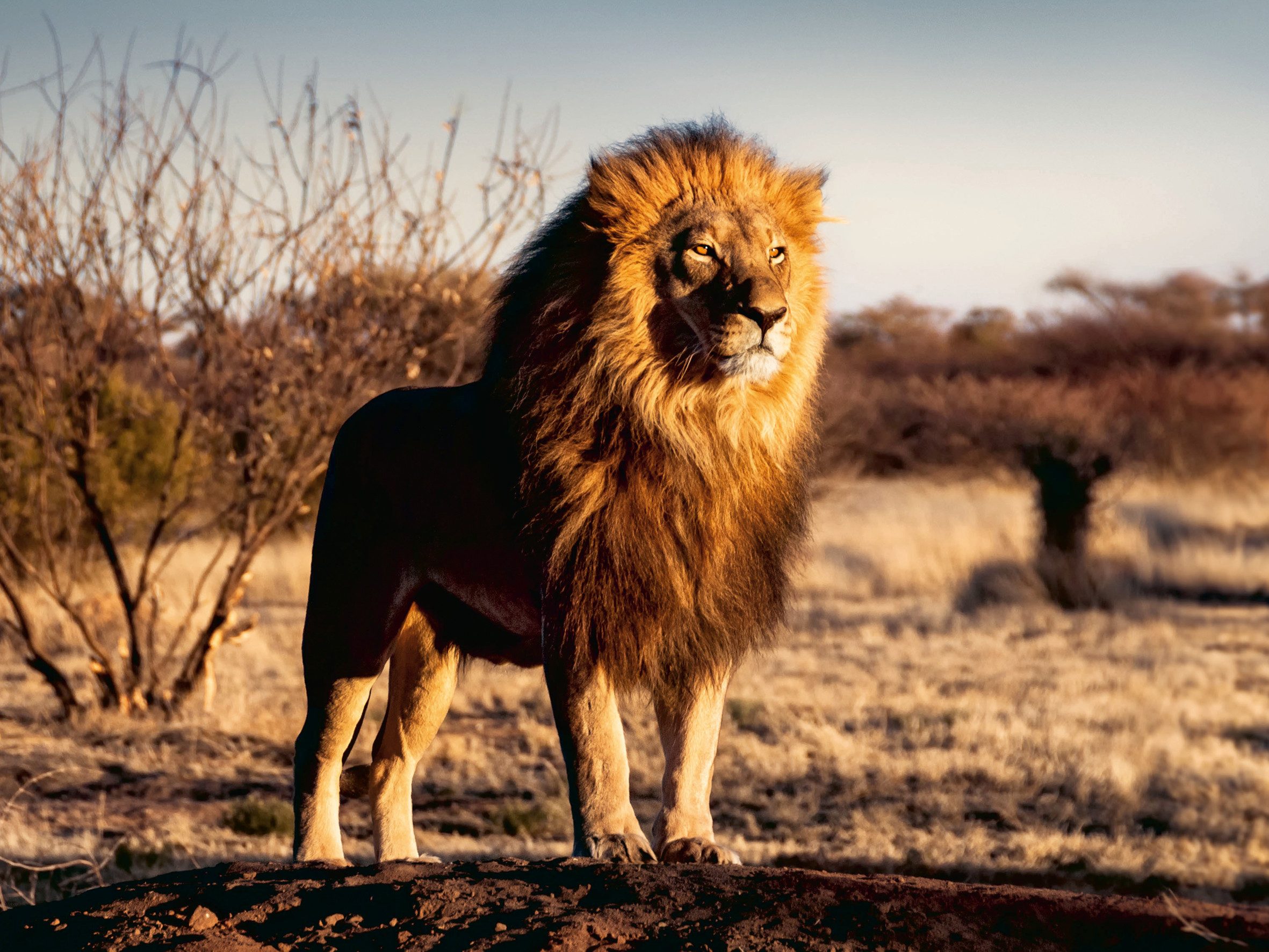 Ravensburger Puzzle Der Löwe. Der König günstig online kaufen