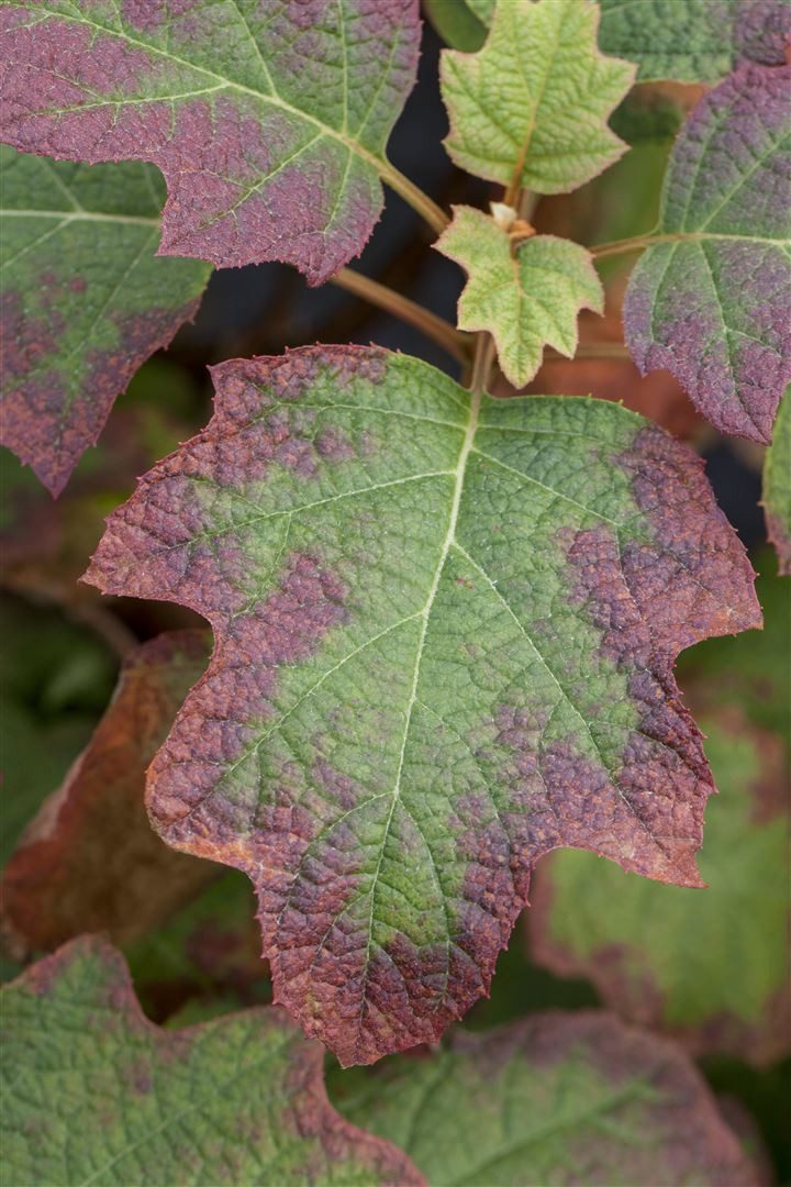 Pflanzen für Dich Gehölze Hydrangea quercifolia Burgundy, 1 St., Eichenblatthortensie