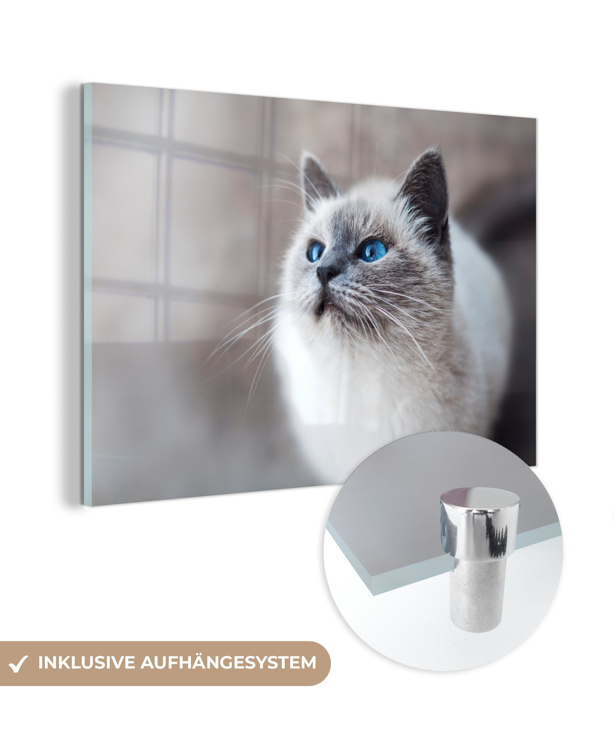 MuchoWow Acrylglasbild Katzen - Haustiere - Augen - Blau, (1 St), Acrylglasbilder Wohnzimmer & Schlafzimmer