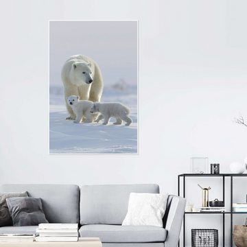 Posterlounge Poster David Jenkins, Polarbär und Jungtiere, Wapusk National Park, Hudson Bay, Kanada I, Kinderzimmer Kindermotive
