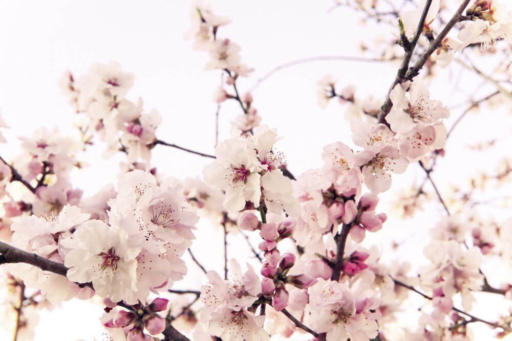 KUNSTLOFT Vliestapete Cherry Blossom 4x2.67 m, leicht glänzend, lichtbeständige Design Tapete
