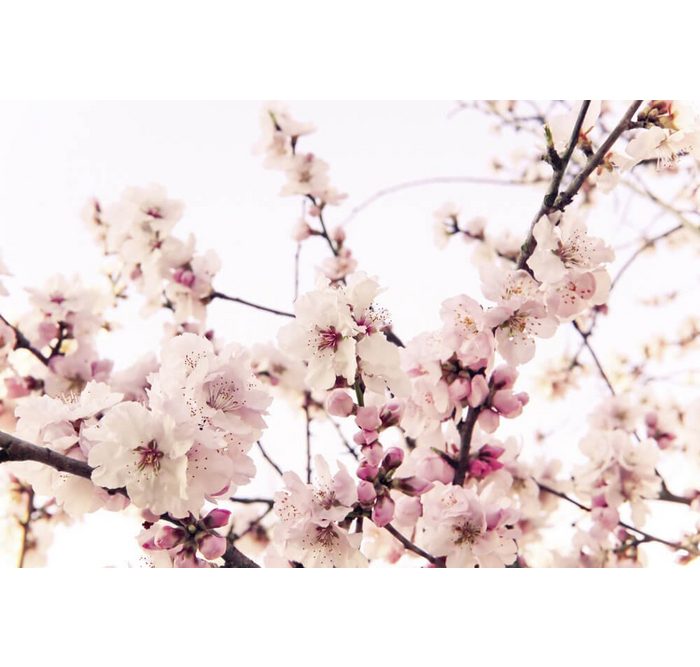 KUNSTLOFT Vliestapete Cherry Blossom lichtbeständige Design Tapete