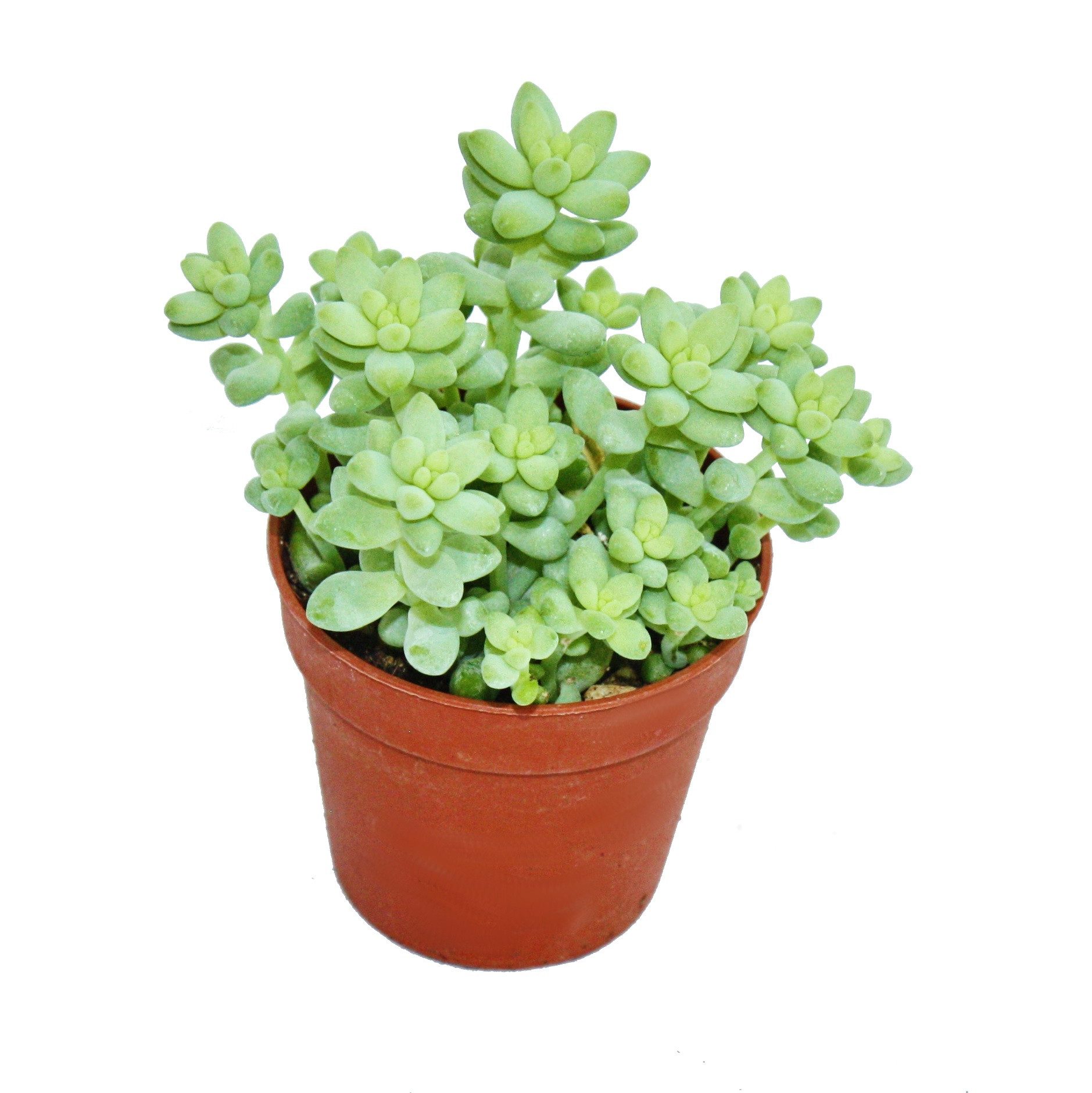 Exotenherz Kaktus Sedum morganianum burritum - Affenschaukel - 5,5cm Topf