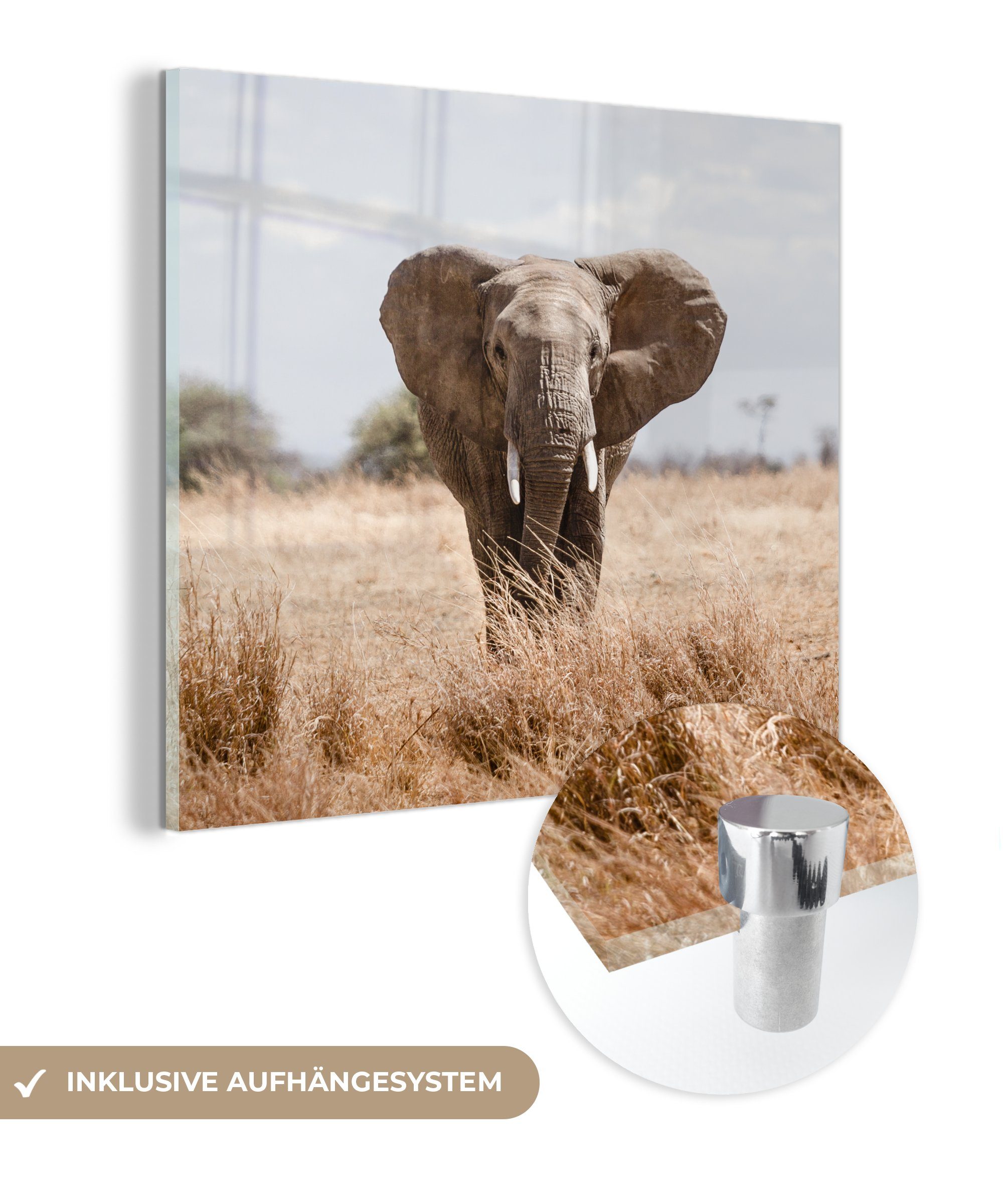 MuchoWow Acrylglasbild Elefant - Natur - Tiere - Porträt, (1 St), Glasbilder - Bilder auf Glas Wandbild - Foto auf Glas - Wanddekoration