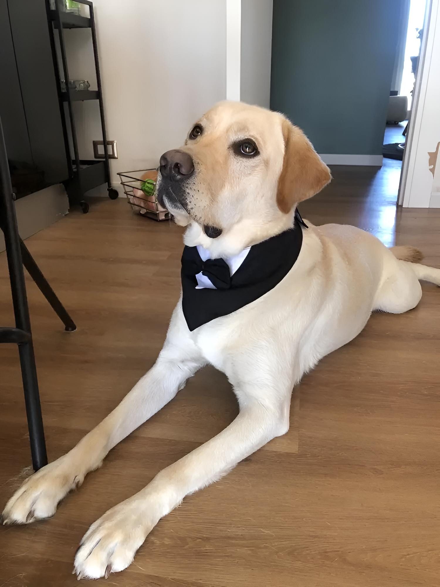 Corimori Hundekostüm Elegantes Smoking-Kostüm für Hund & Katze, Fotoshooting