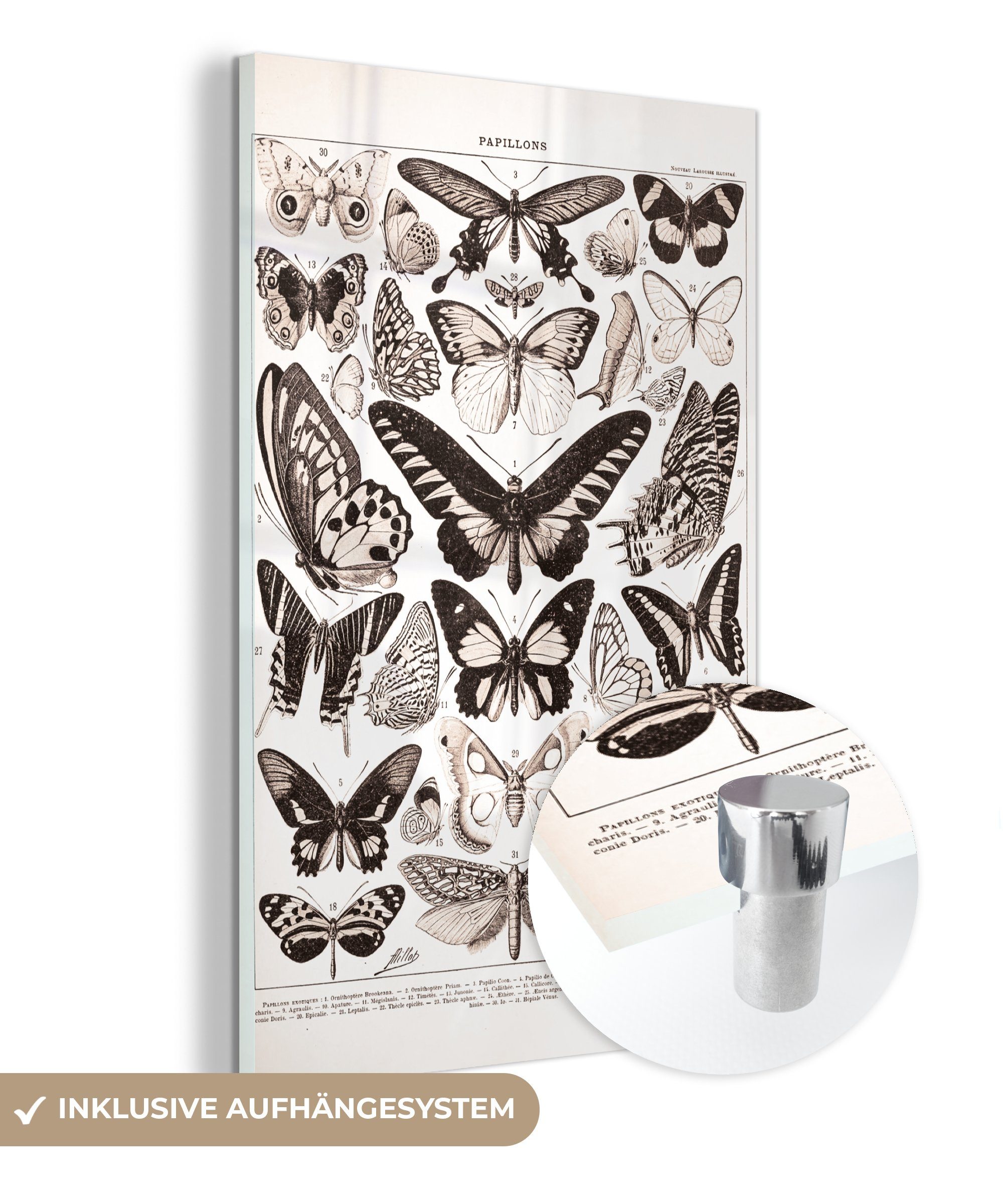 MuchoWow Acrylglasbild Schmetterling - Insekten - Tiere, (1 St), Glasbilder - Bilder auf Glas Wandbild - Foto auf Glas - Wanddekoration | Bilder