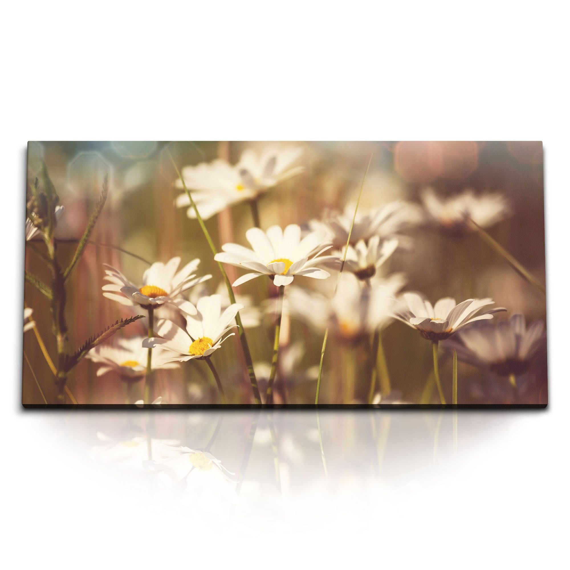Leinwandbild Kunstdruck Bilder 120x60cm Sommerwiese Blumen Gänseblümchen Sonnensche