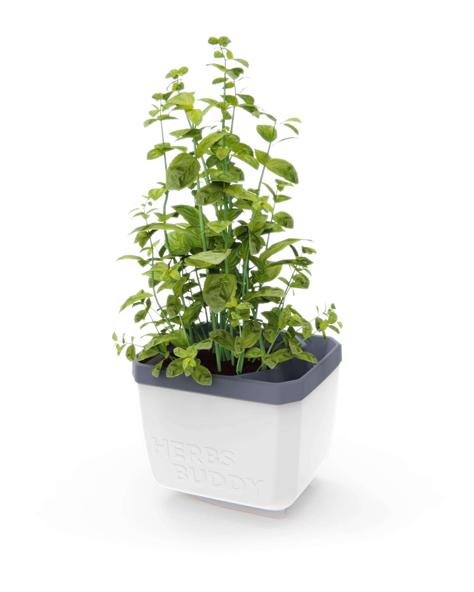 Gusta Garden Kräutertopf Gusta Garden HERBS günstig online kaufen