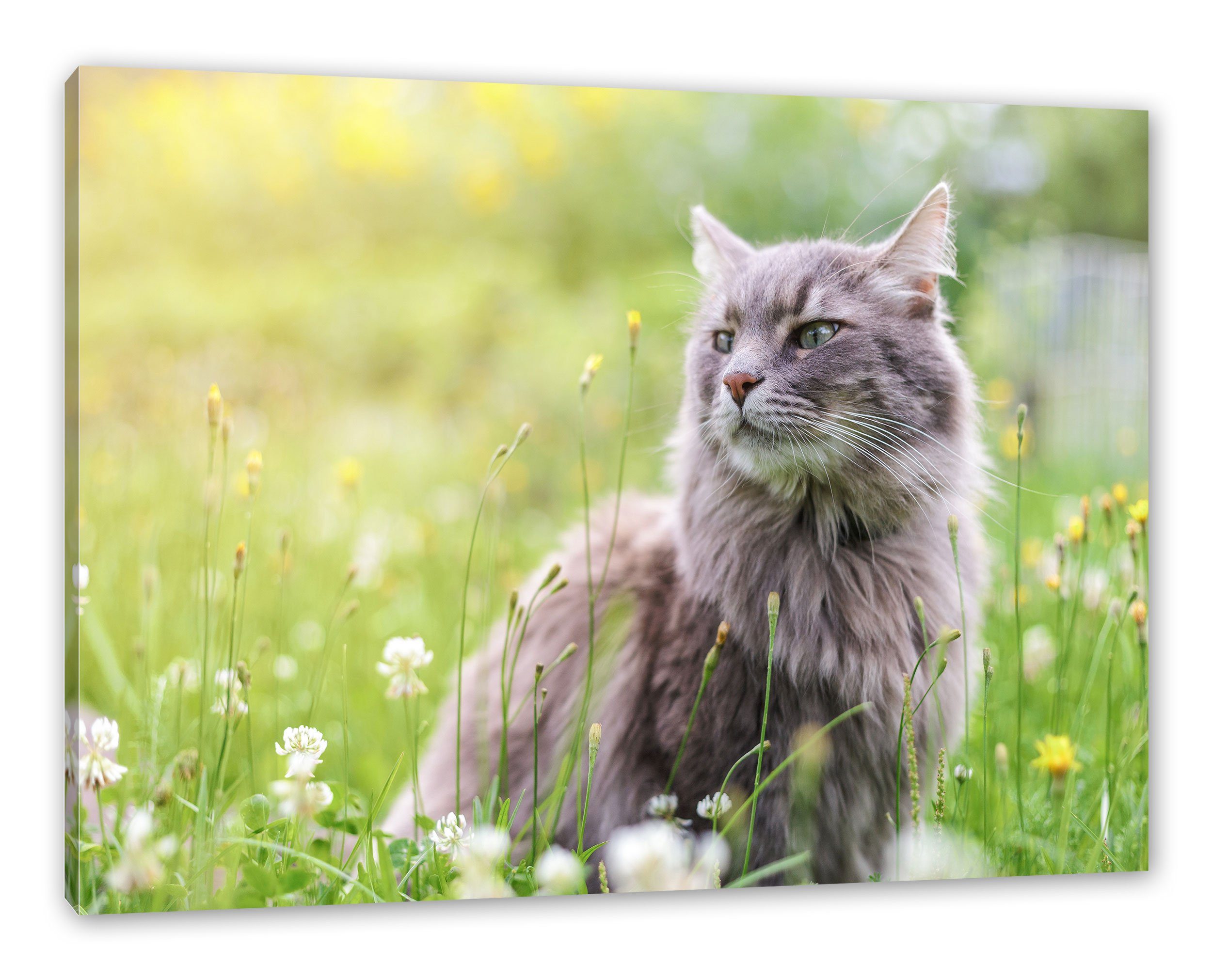Pixxprint Leinwandbild Katze in der Wildnis, günstig online kaufen