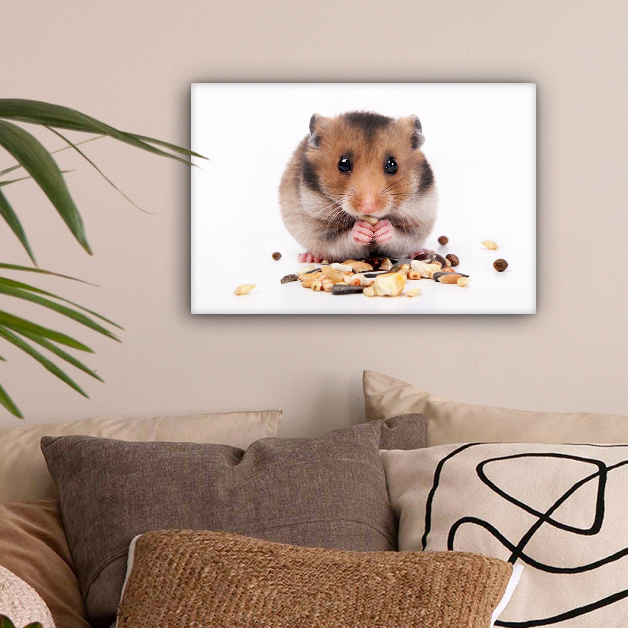 OneMillionCanvasses® Leinwandbild Hamster frisst Samen, Fotodruck (1 St), L günstig online kaufen