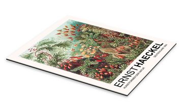 Posterlounge XXL-Wandbild Ernst Haeckel, Kunstformen Der Natur - Muscinae Laubmoose, Wohnzimmer Malerei