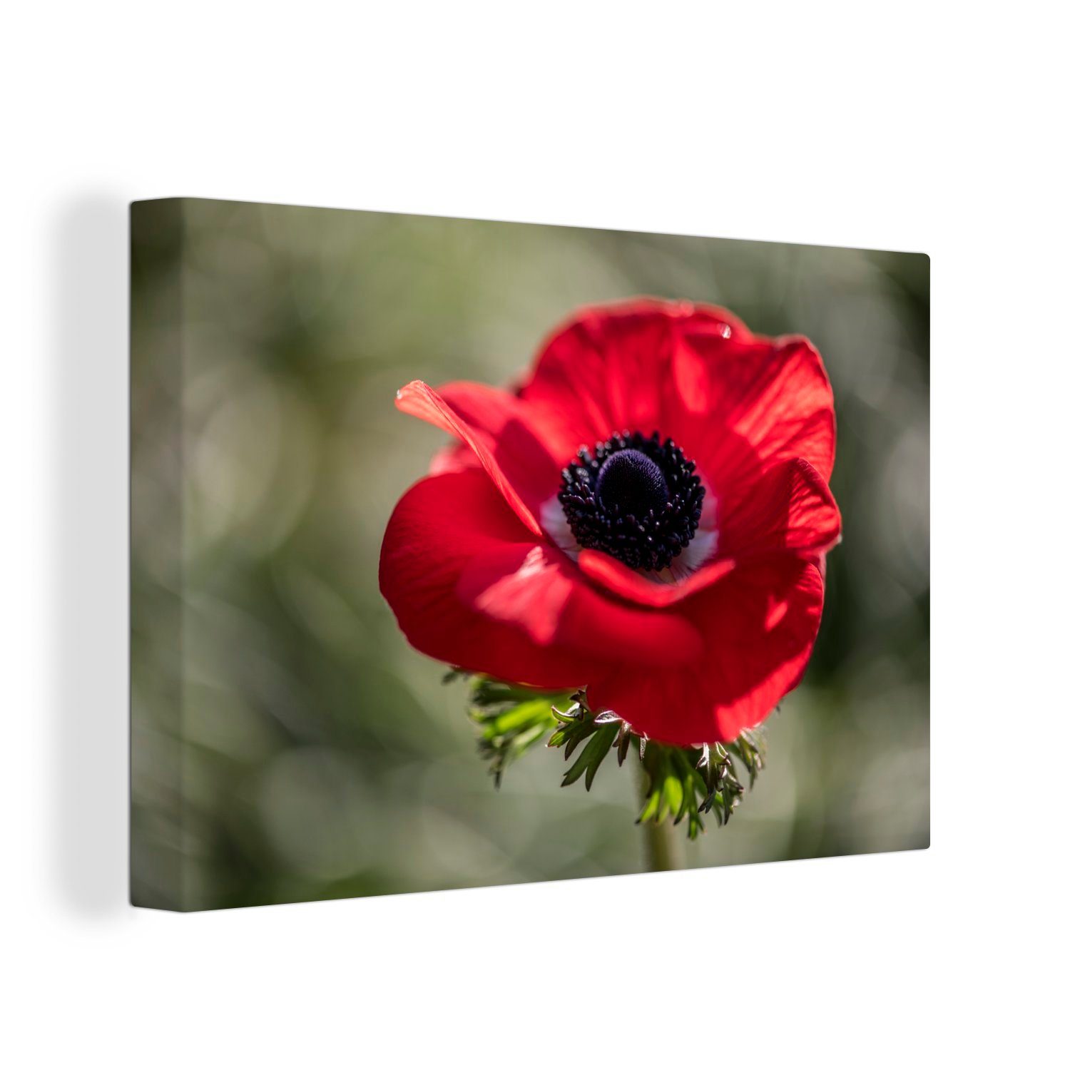OneMillionCanvasses® Leinwandbild Rote Anemone im Sonnenlicht, (1 St), Wandbild Leinwandbilder, Aufhängefertig, Wanddeko, 30x20 cm