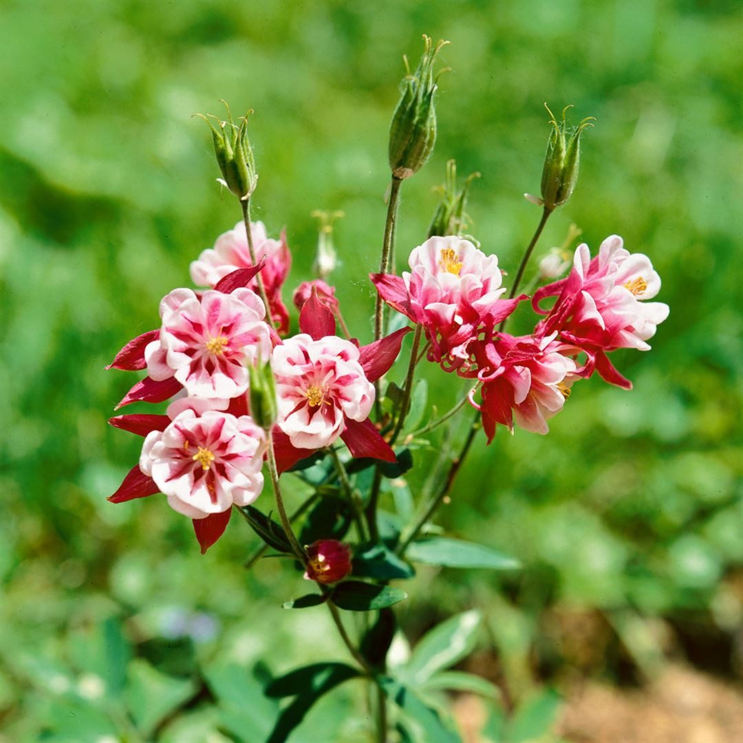 Pflanzen für Dich Staude Aquilegia vul. Winky Rot-Weiß, 1 St., Gewöhnliche Akelei, Akelei