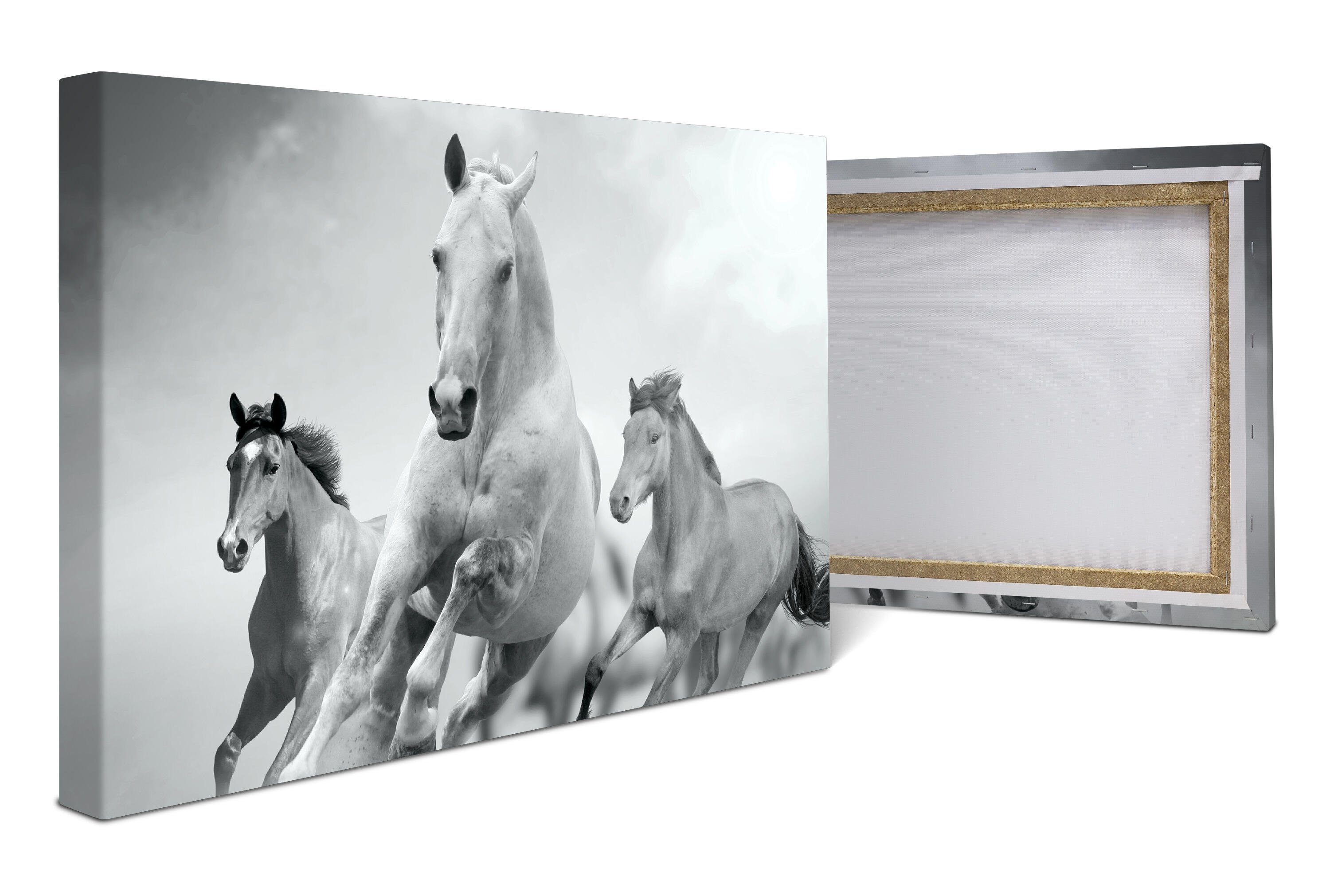 wandmotiv24 Leinwandbild Pferde laufen in Weiß und Schwarz, Tiere (1 St), Wandbild, Wanddeko, Leinwandbilder in versch. Größen