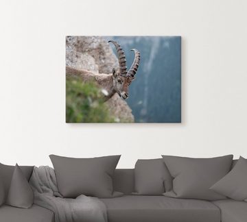 Artland Leinwandbild Steinbock, Wildtiere (1 St), auf Keilrahmen gespannt