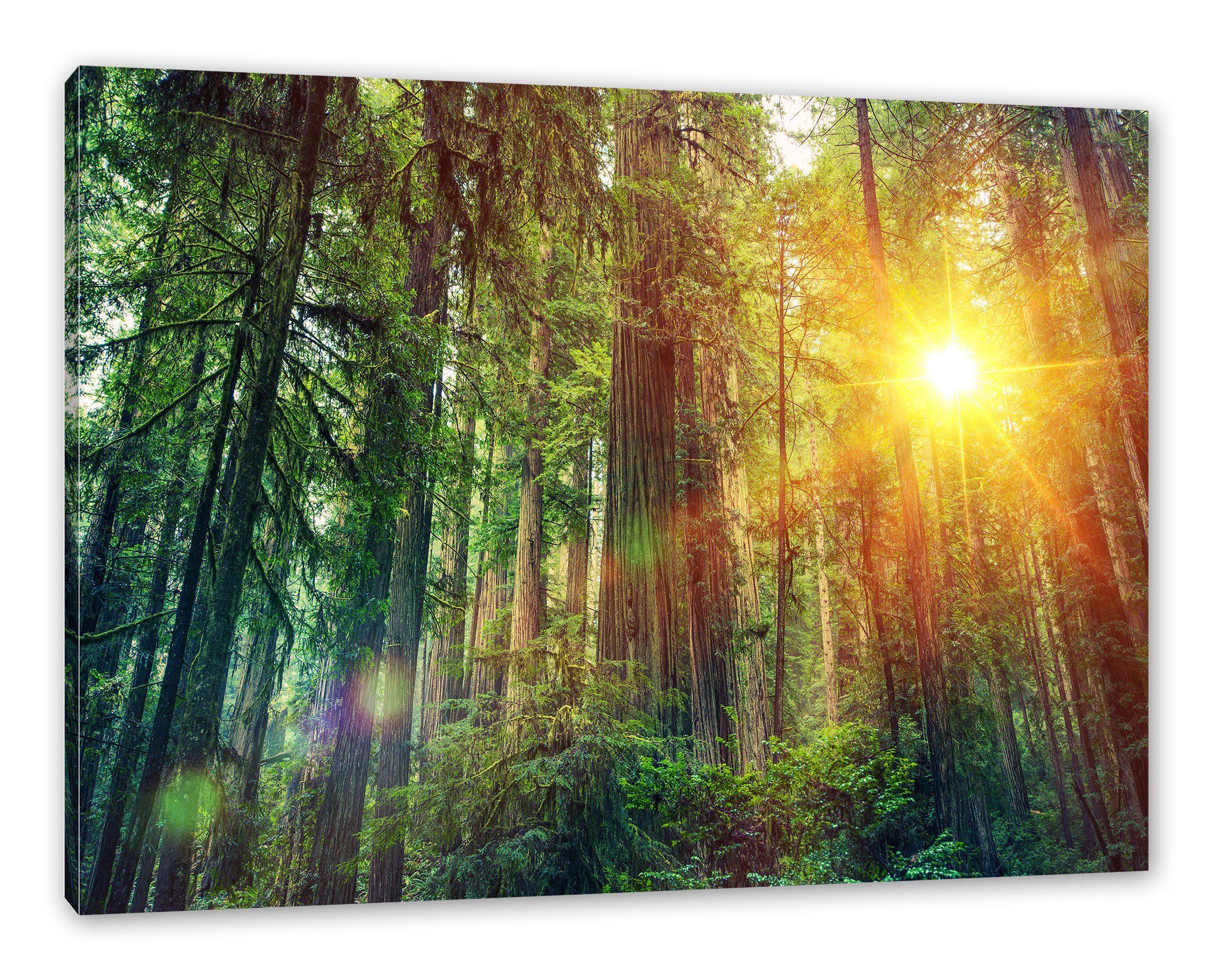 Wald Zackenaufhänger Pixxprint bespannt, (1 inkl. bei bei St), Leinwandbild Leinwandbild Sonnenlicht Wald Sonnenlicht, fertig