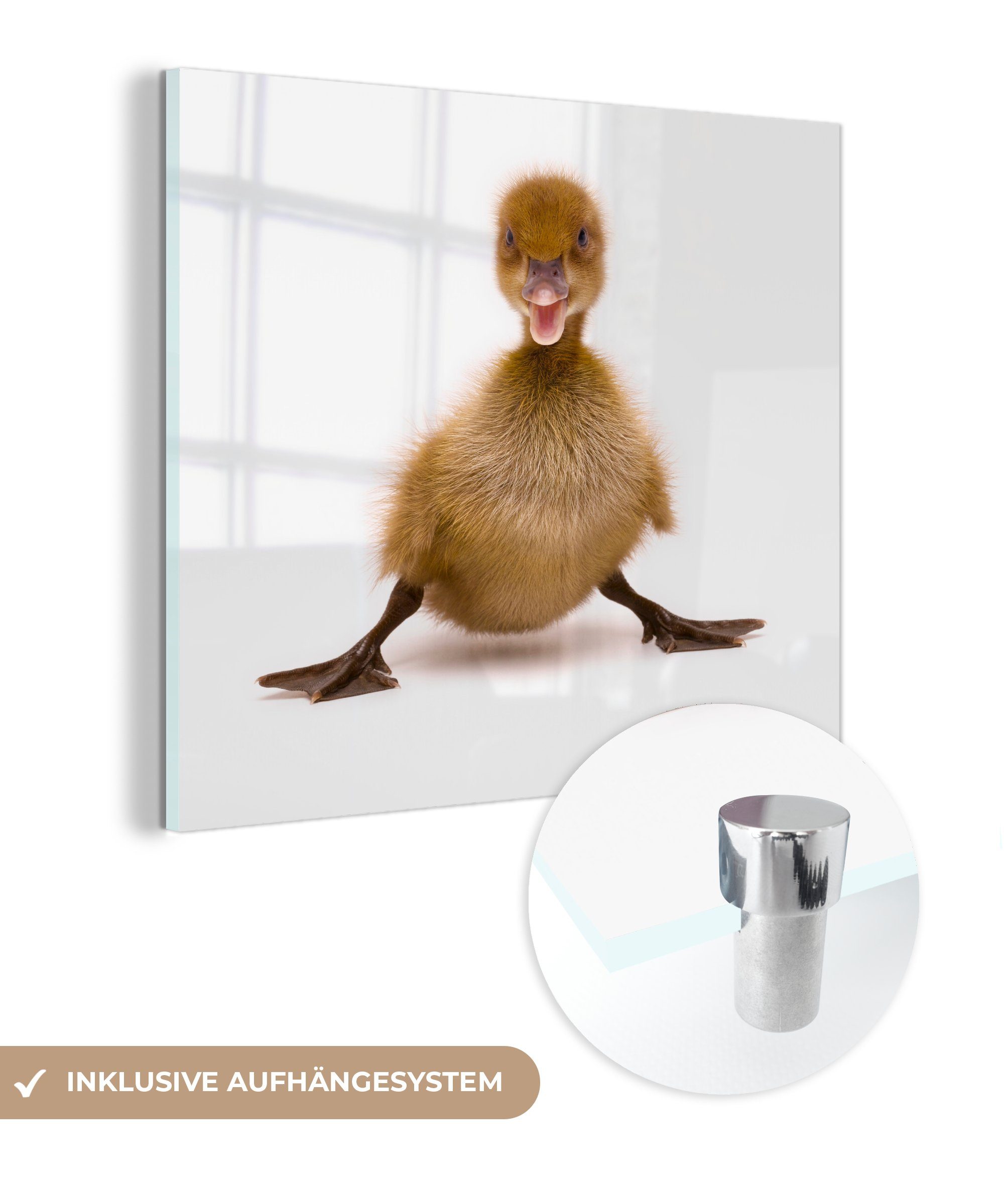MuchoWow Acrylglasbild Entenbaby posiert, (1 St), Glasbilder - Bilder auf Glas Wandbild - Foto auf Glas - Wanddekoration
