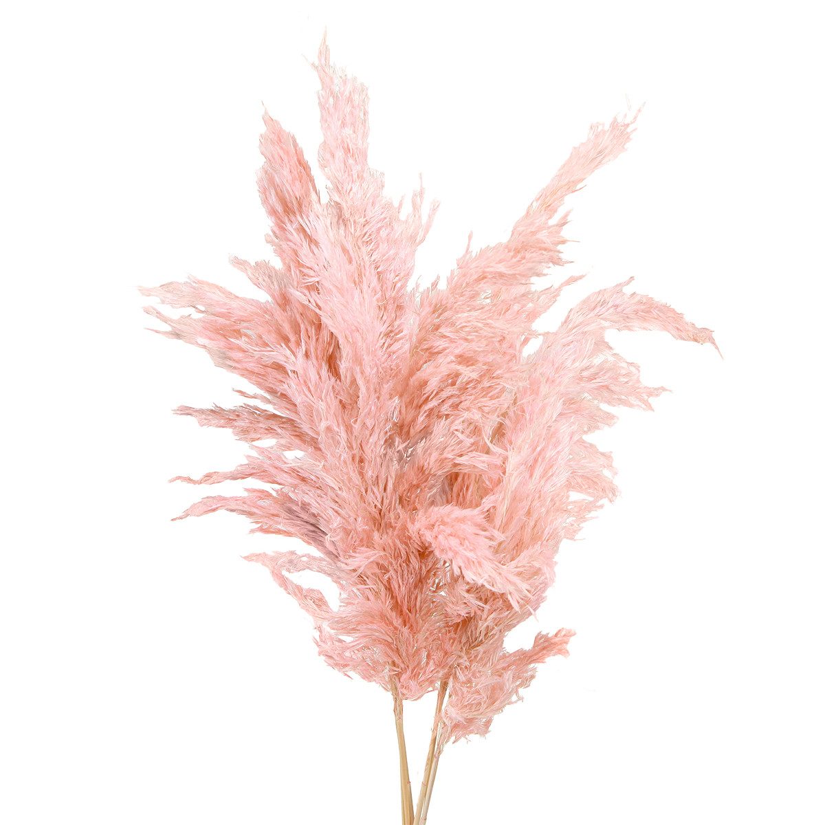 Trockenblume Pampasgras getrocknet Rosa 65-75cm Trockenblumen Deko 6 St.