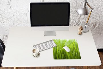 MuchoWow Gaming Mauspad Frühe Tautropfen auf Gras (1-St), Mousepad mit Rutschfester Unterseite, Gaming, 40x40 cm, XXL, Großes