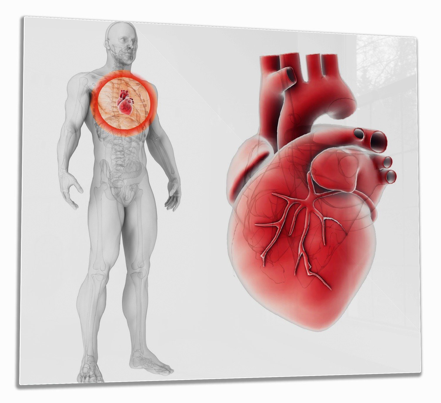 ESG-Sicherheitsglas, Menschen 5mm Herz tlg., (Glasplatte, verschiedene Größen inkl. Noppen), des Wallario  Herd-Abdeckplatte Nahansicht, Anatomie in 1