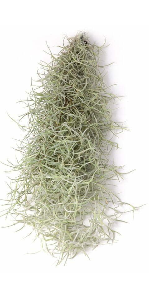 meinvipshop Hängedekoration Tillandsia Luftpflanze Spanisches Moos L (1 St)