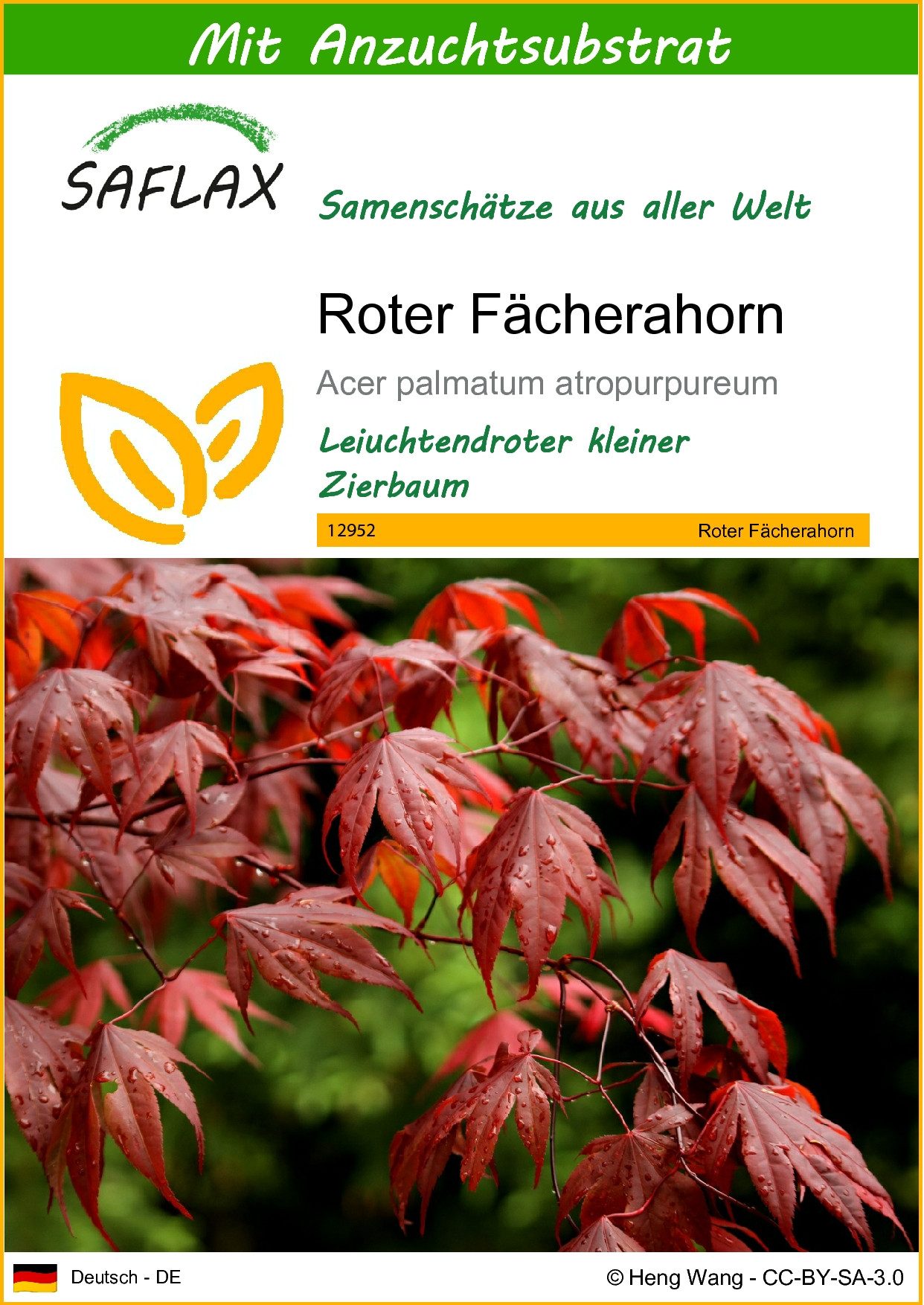 SAFLAX Blumensamen SAFLAX - Samen und Substrat - Roter Fächerahorn