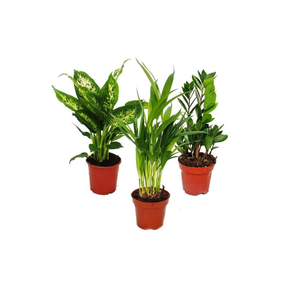 Exotenherz Zimmerpflanze Zimmerpflanzen-Mix I 3er Set Dieffenbachia-Areca-Palme-Zamio-Palme