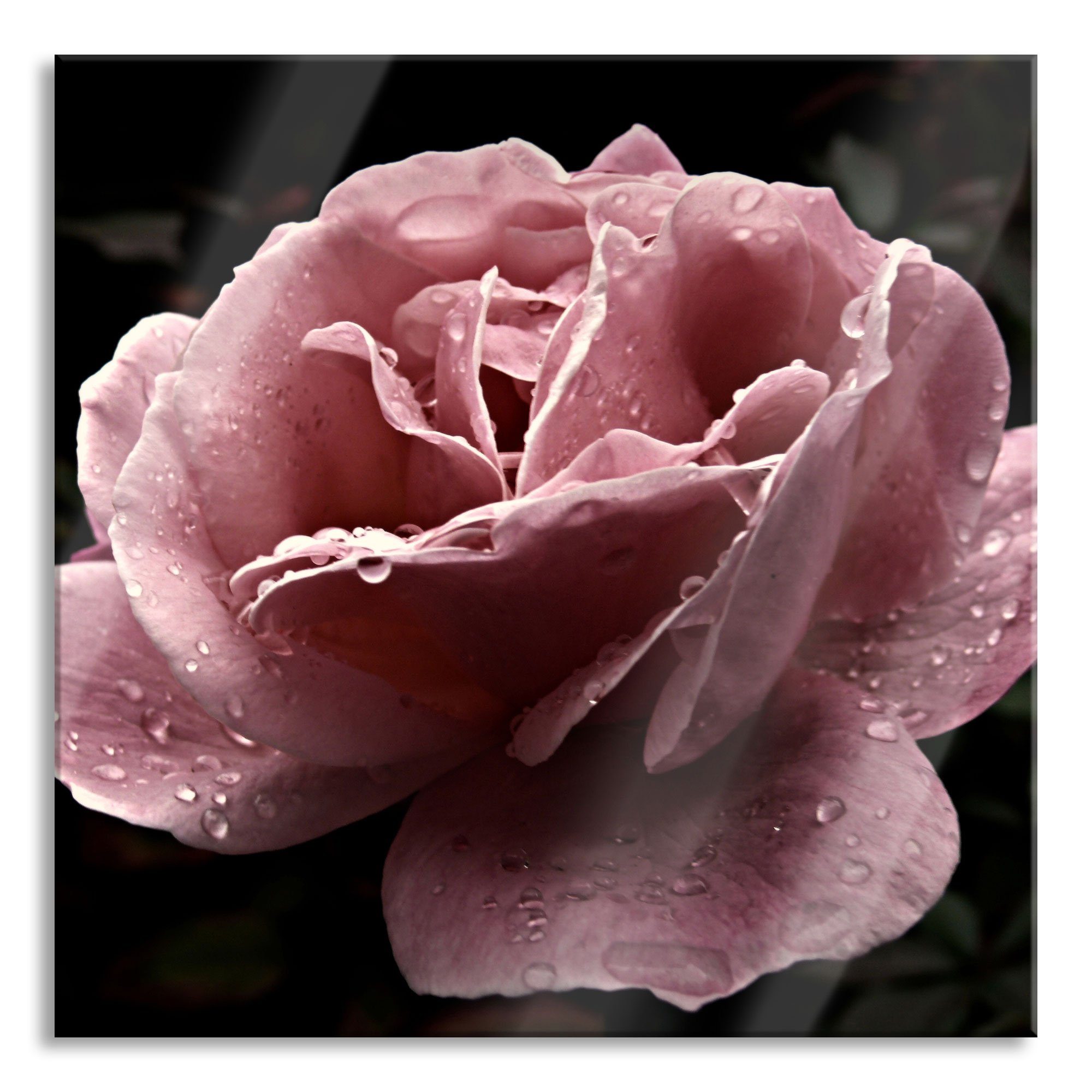 Pixxprint Glasbild zarte rosafarbene Rosenblüte, zarte rosafarbene Rosenblüte (1 St), Glasbild aus Echtglas, inkl. Aufhängungen und Abstandshalter