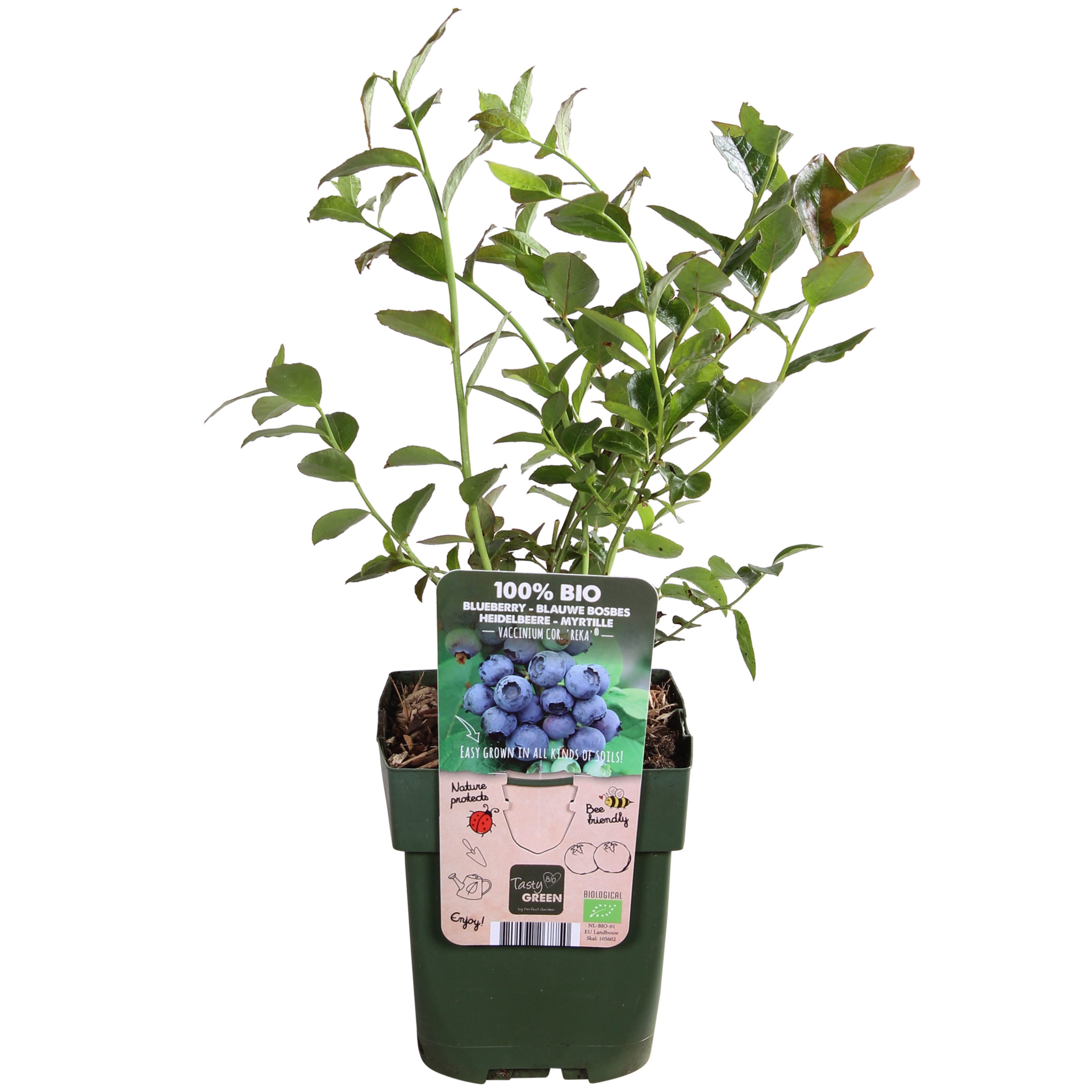 Dehner Obstpflanze Bio Heidelbeere Reka, Vaccinium corymbosum, 30-50 cm, Ø Topf 13 cm, reichtragende Selbstbefruchter-Sorte, insektenfreundlich
