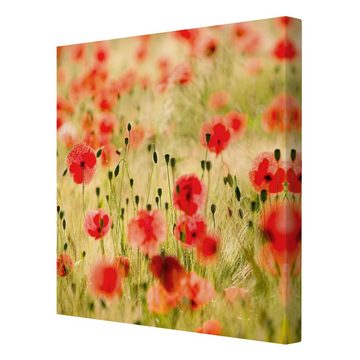 Bilderdepot24 Leinwandbild Blume Natur Modern Mohnblume grün Bild auf Leinwand Groß XXL, Bild auf Leinwand; Leinwanddruck in vielen Größen