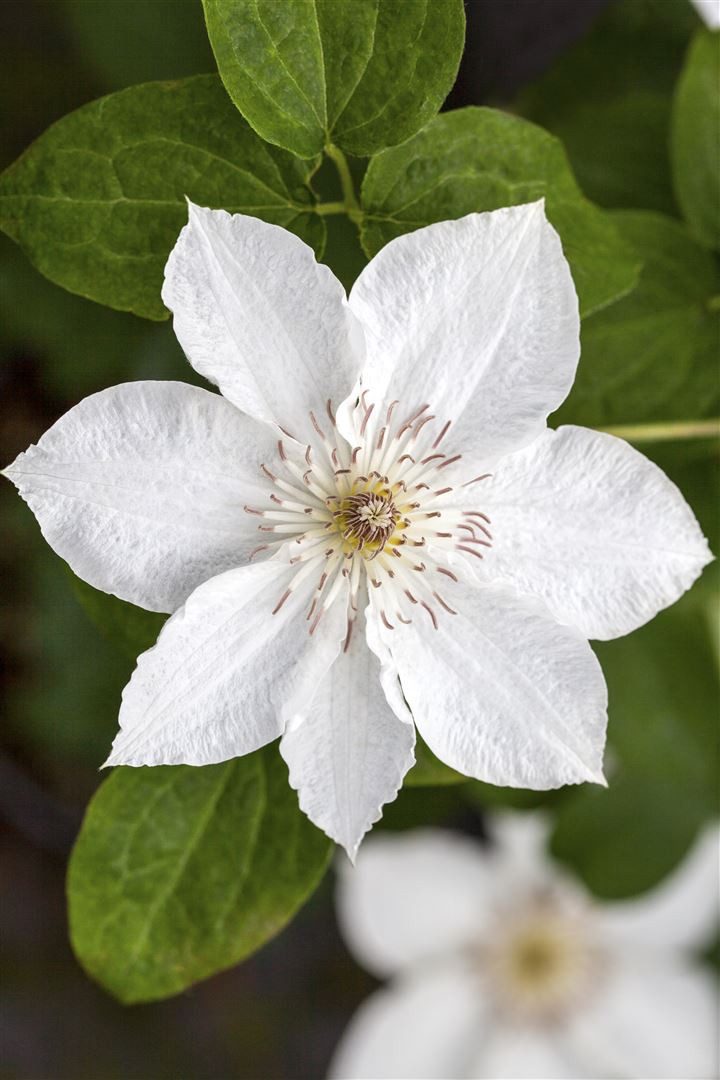 Pflanzen für Dich Kletterpflanze Clematis Hybride Destiny, 1 St., Clematis, Waldrebe, violettblühend, kletterpflanze