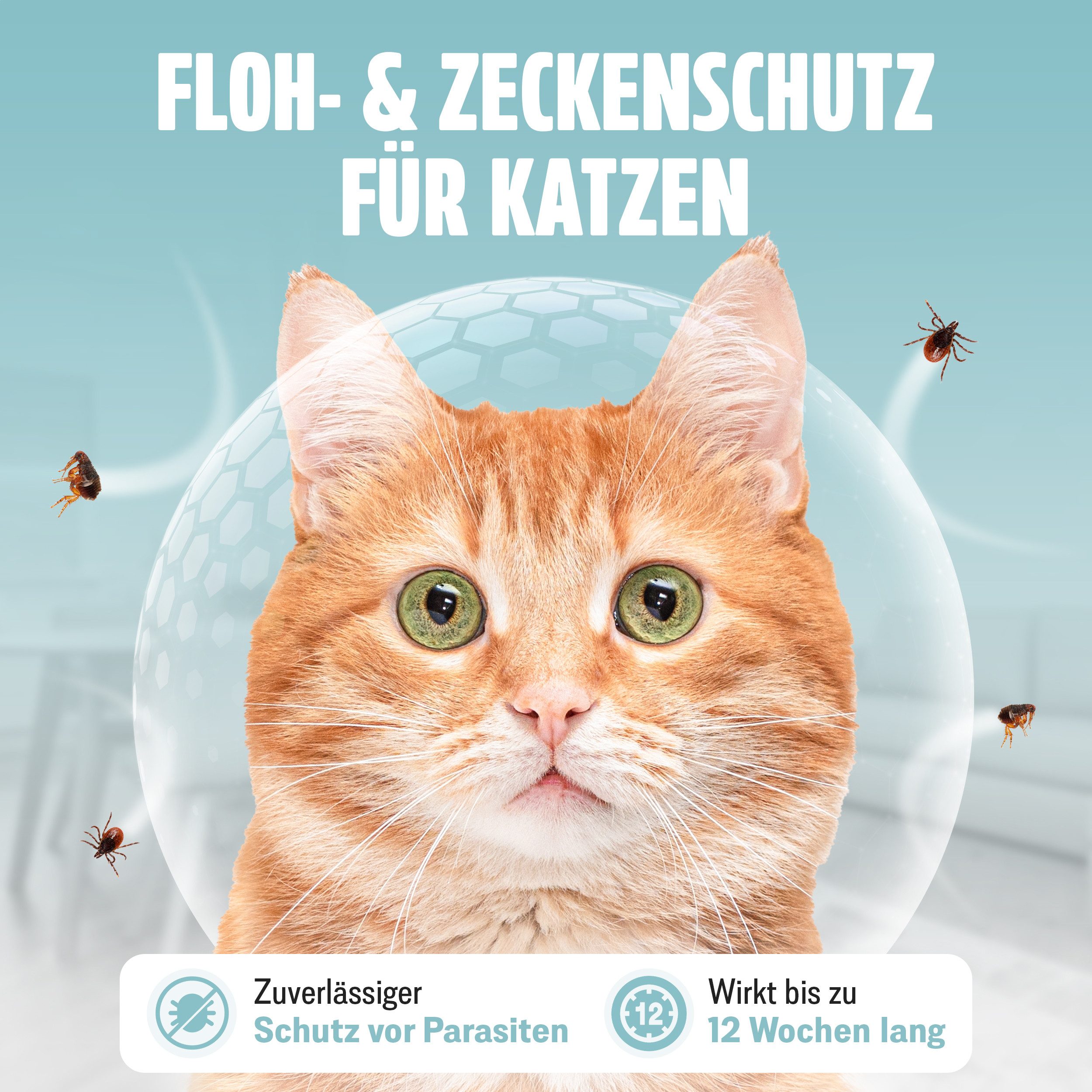 FUTUM Zeckenschutzmittel Spot on für Katzen, 72 ml, MADE IN GERMANY