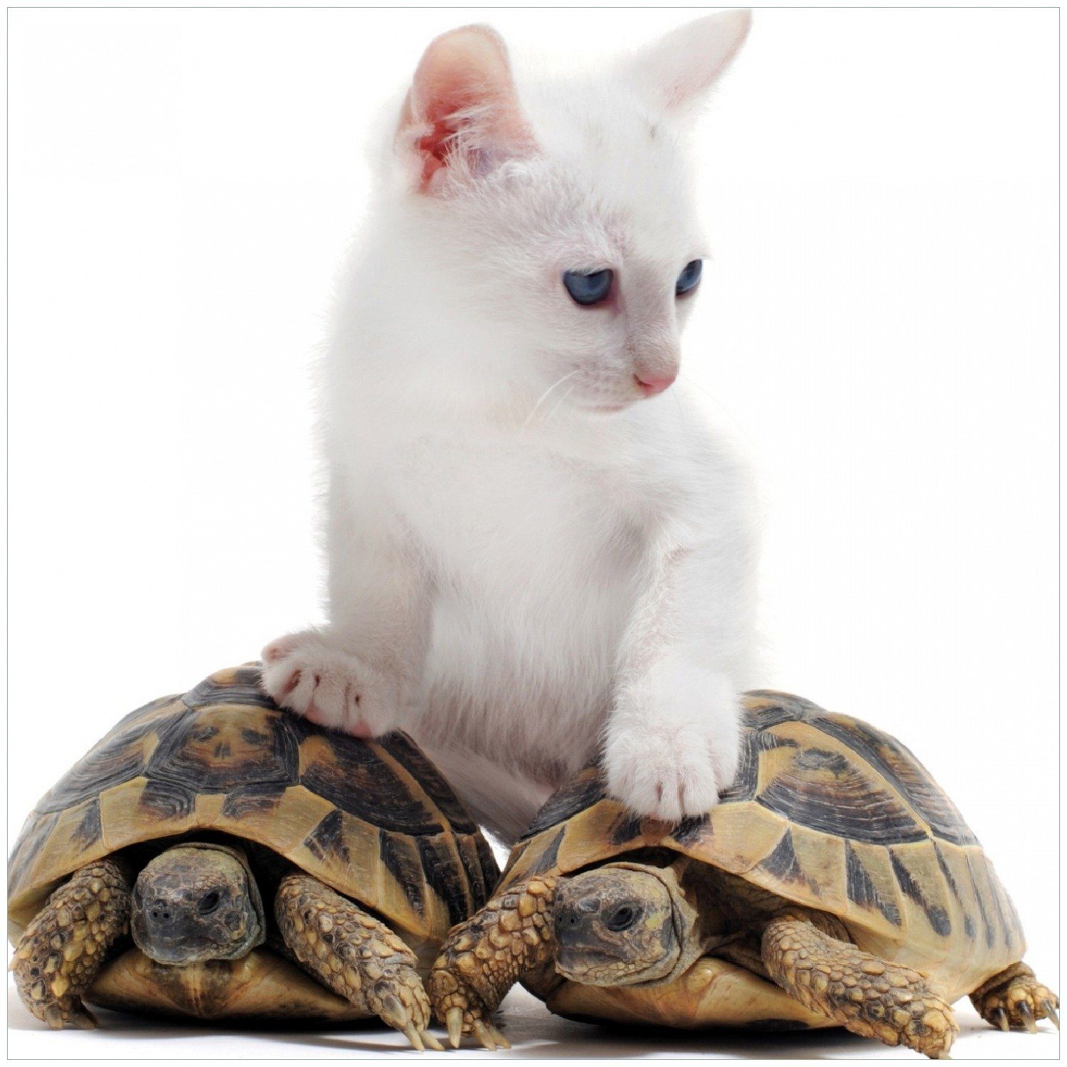 Wallario Memoboard Katze auf Schildkröten